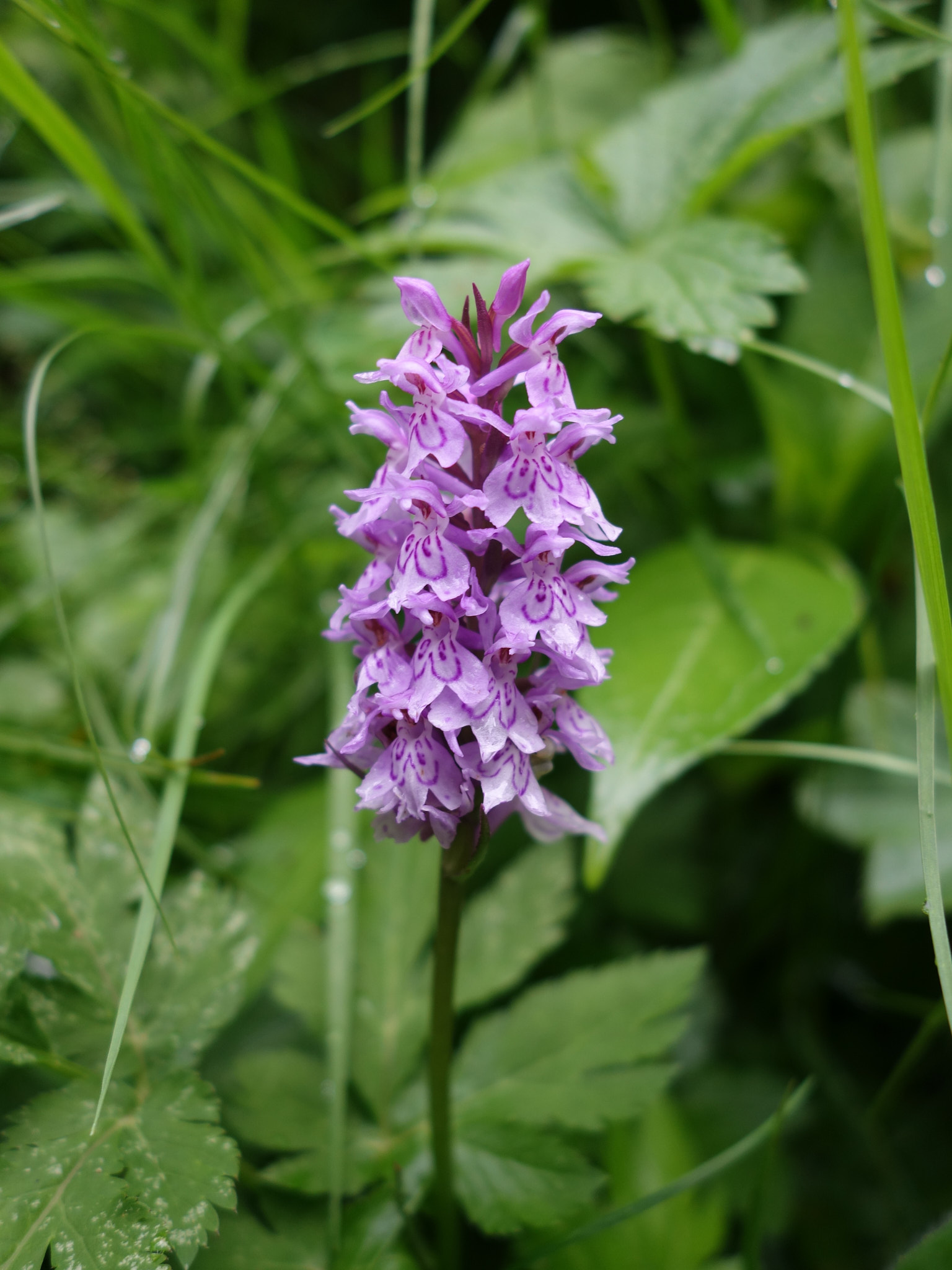 Skogsnycklar (<em>Dactylorhiza maculata ssp. fuchsii</em>)