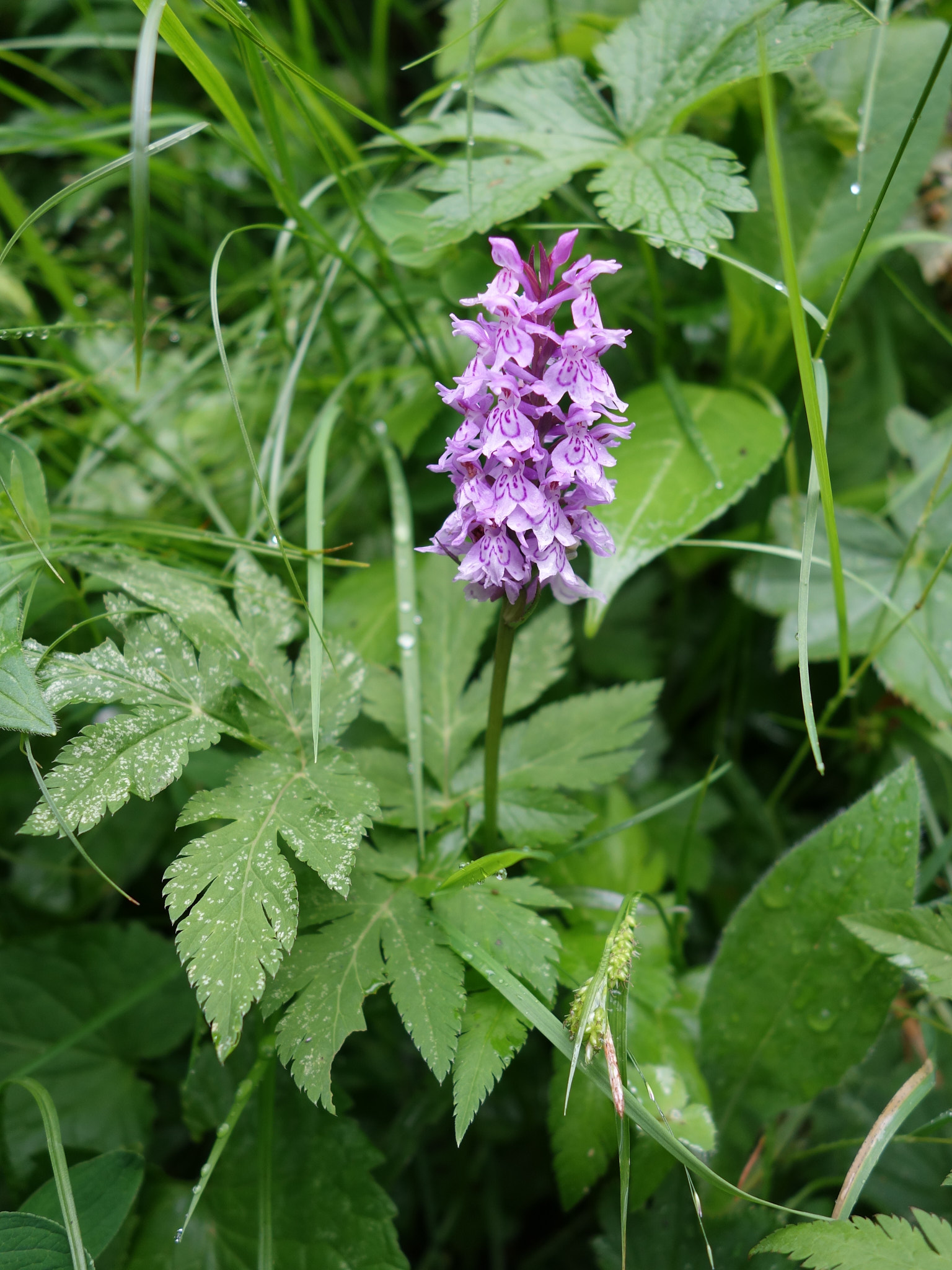 Skogsnycklar (<em>Dactylorhiza maculata ssp. fuchsii</em>)