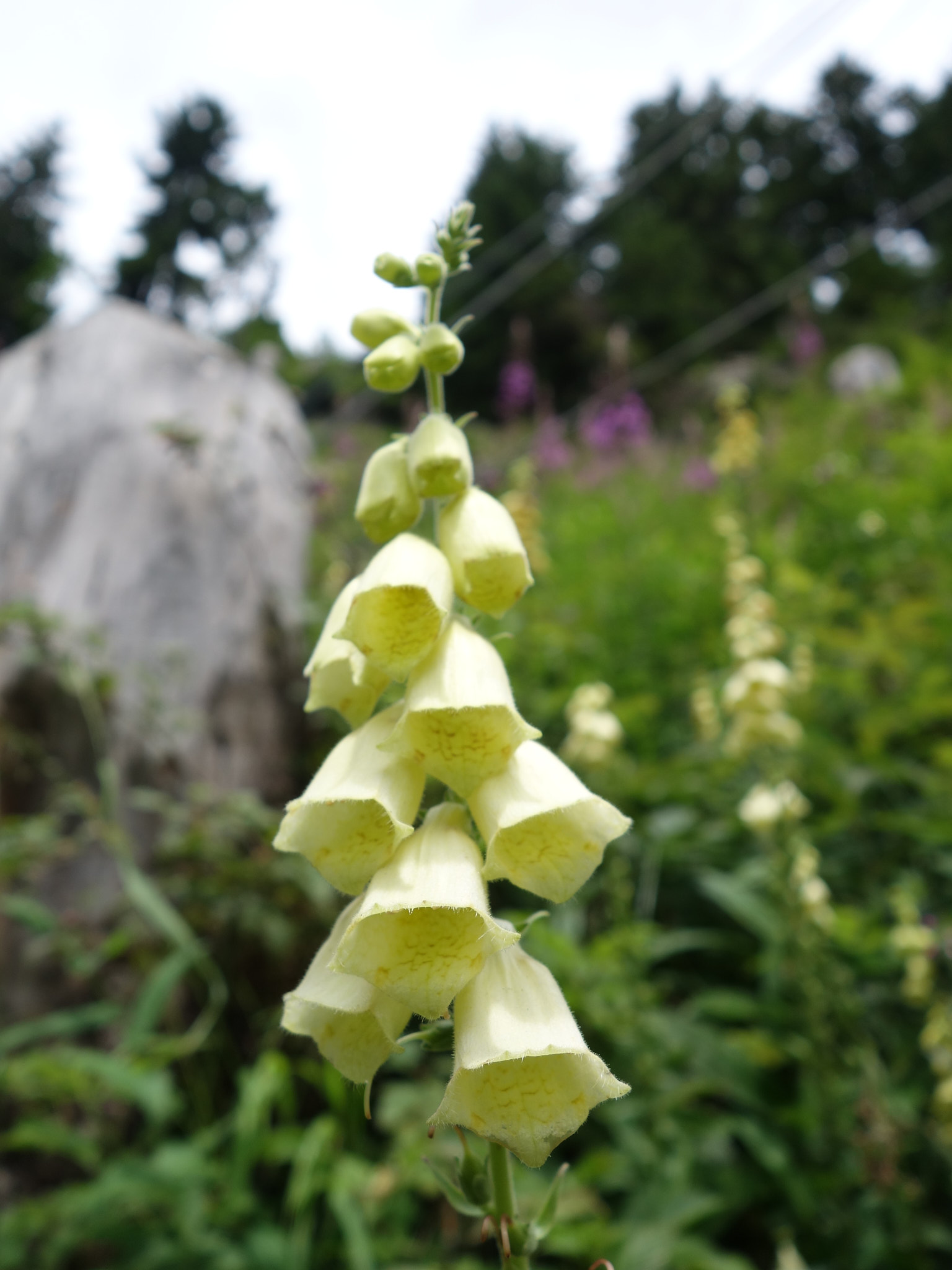 Gul fingerborgsblomma (<em>Digitalis grandiflora</em>)