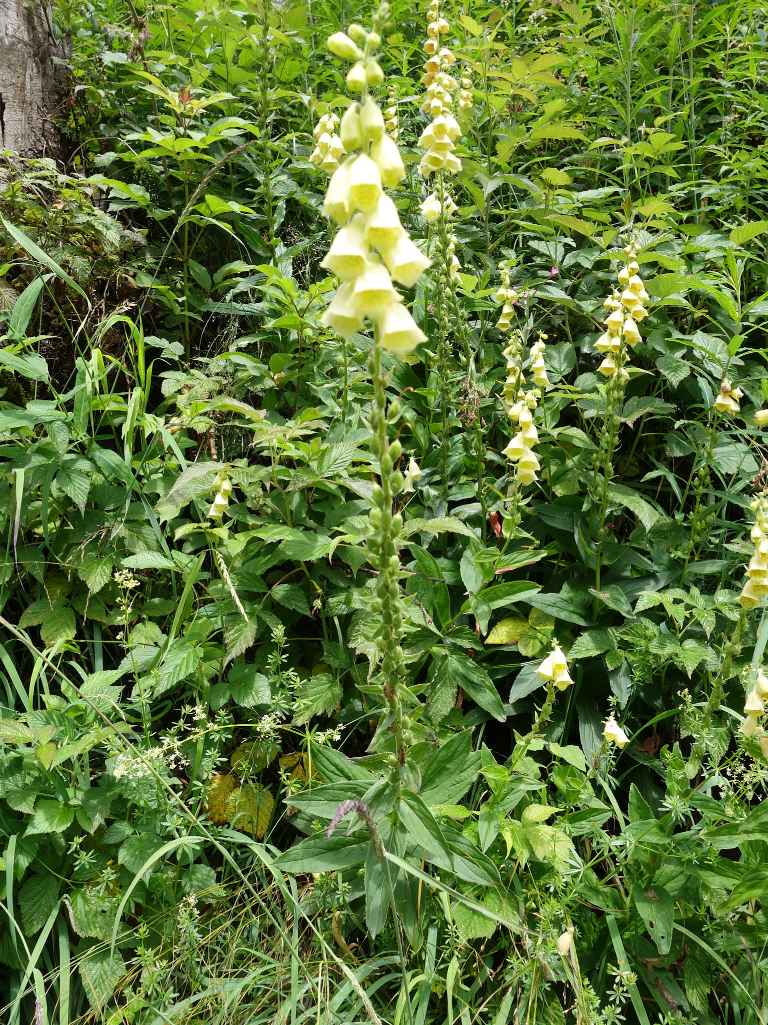 Gul fingerborgsblomma (<em>Digitalis grandiflora</em>)