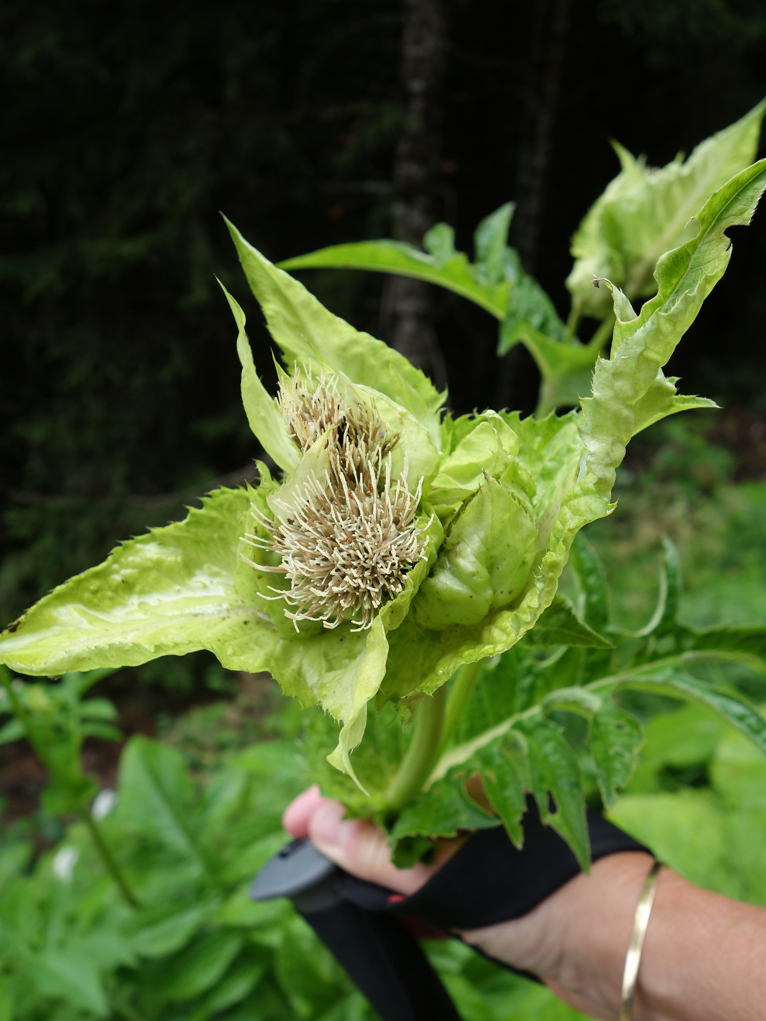 Kåltistel (<em>Cirsium oleraceum</em>)