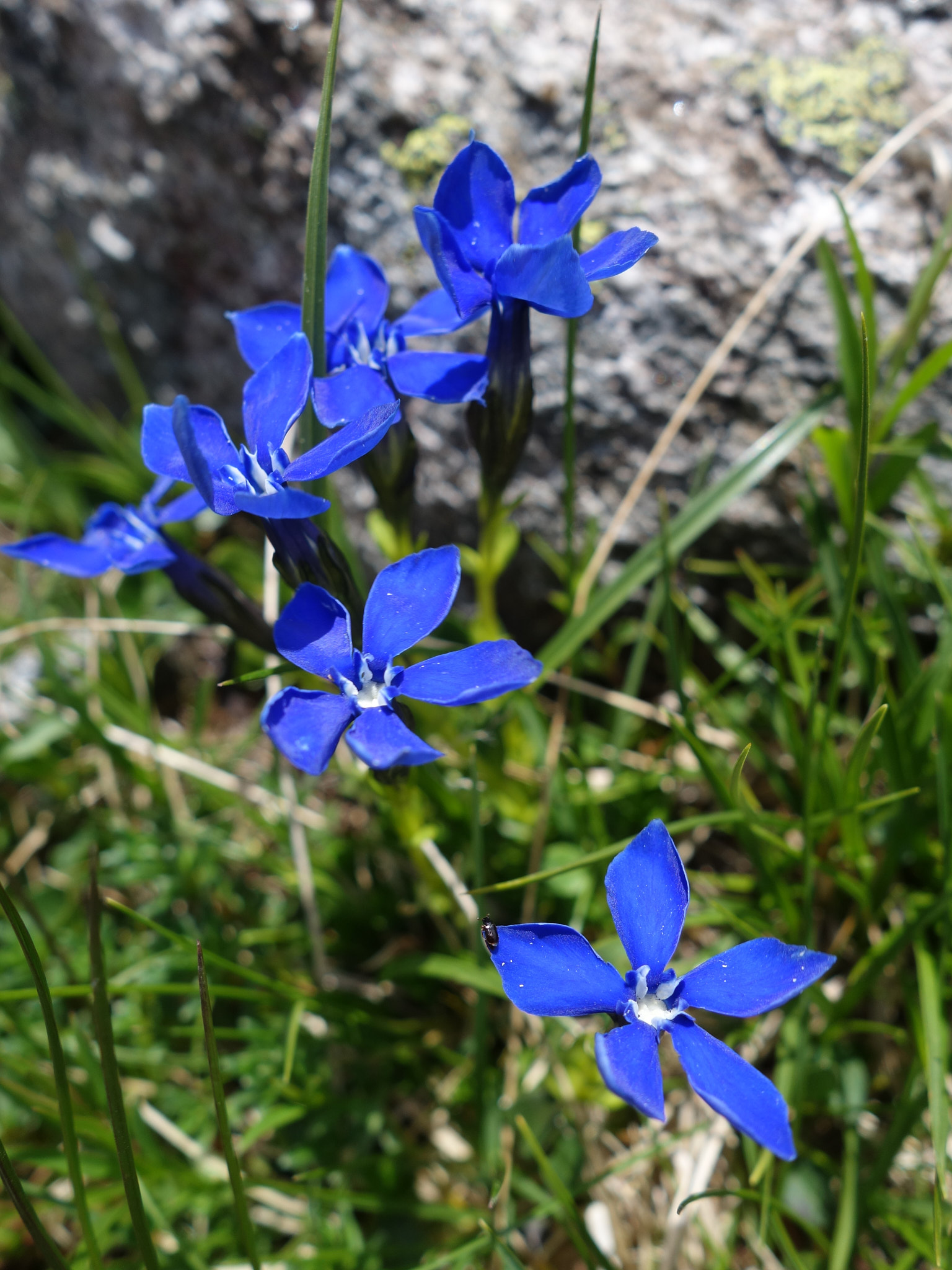 Bayersk gentiana (<em>Gentiana bavarica</em>)