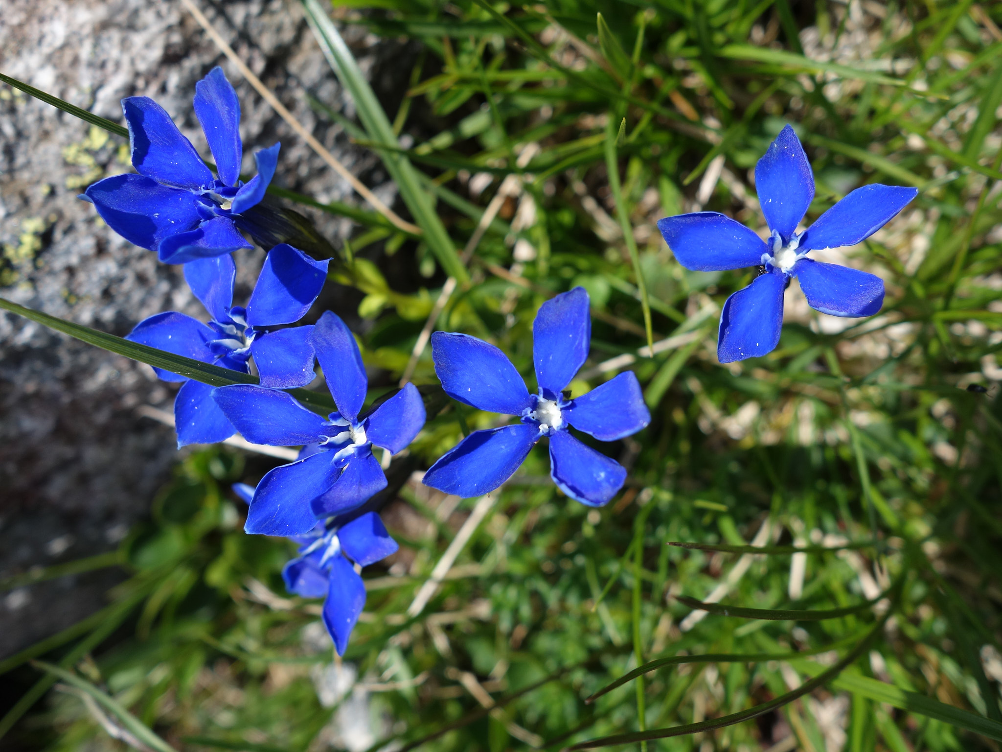 Bayersk gentiana (<em>Gentiana bavarica</em>)