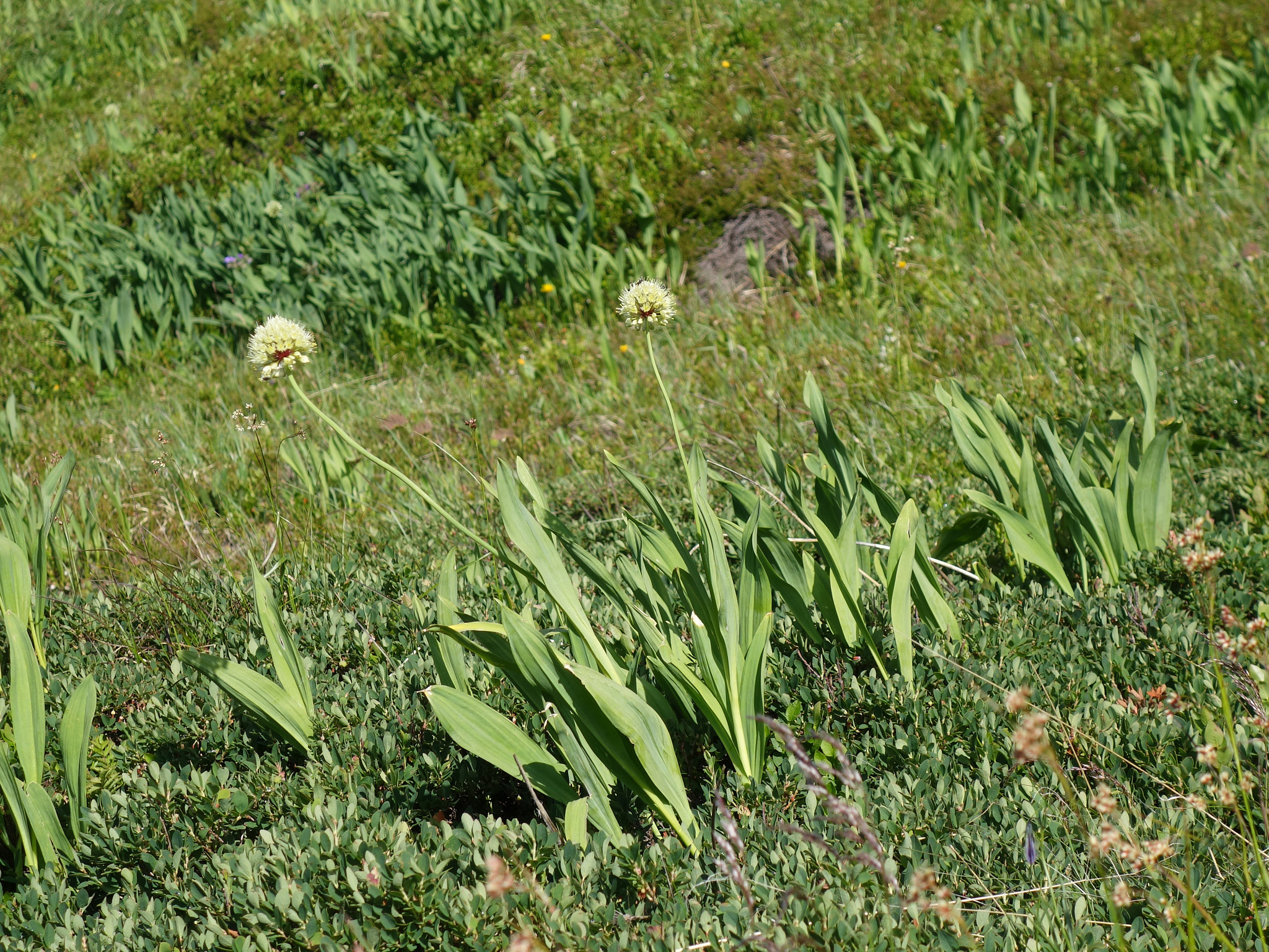 Segerlök (<em>Allium victorialis</em>)