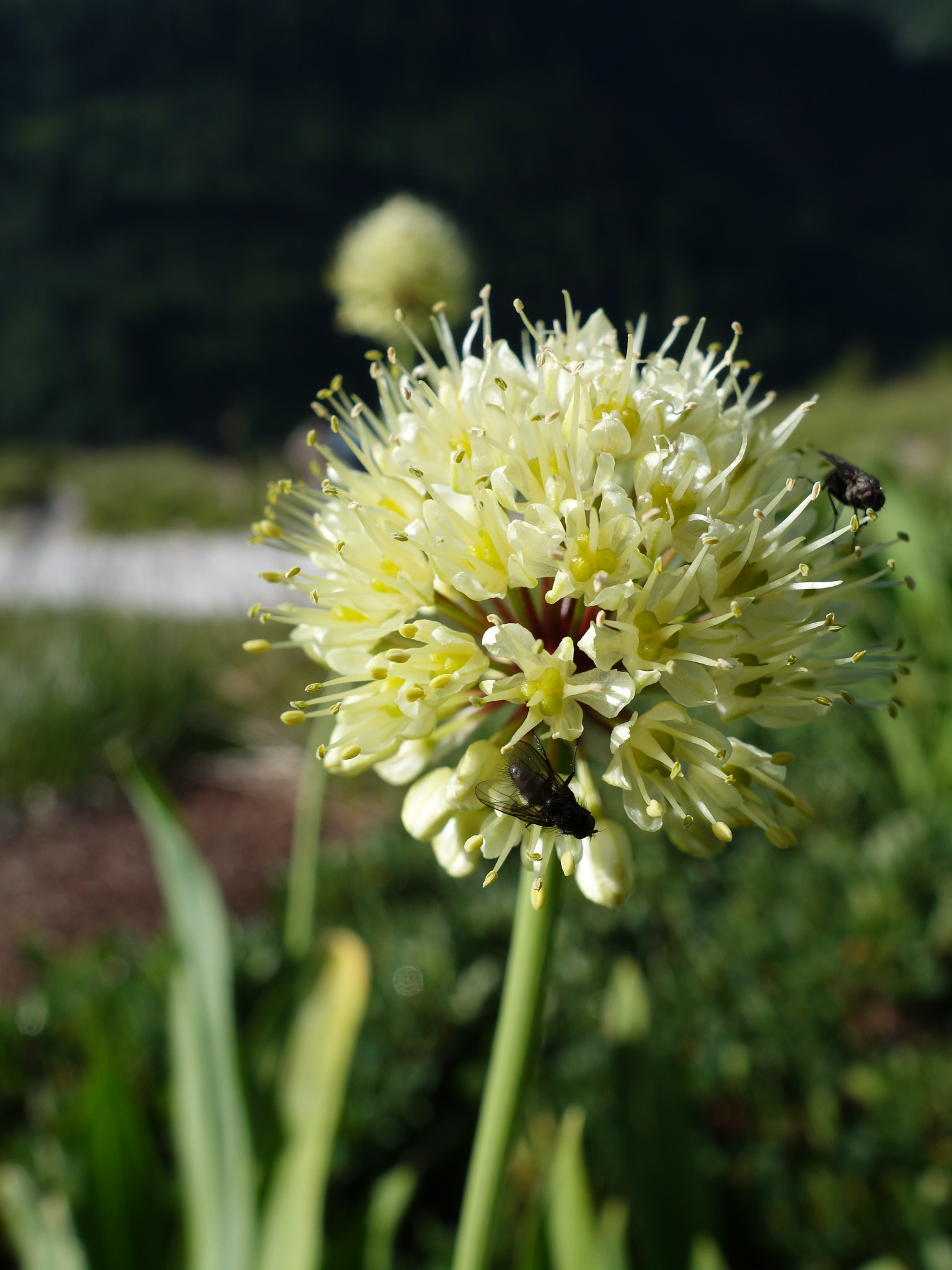 Segerlök (<em>Allium victorialis</em>)