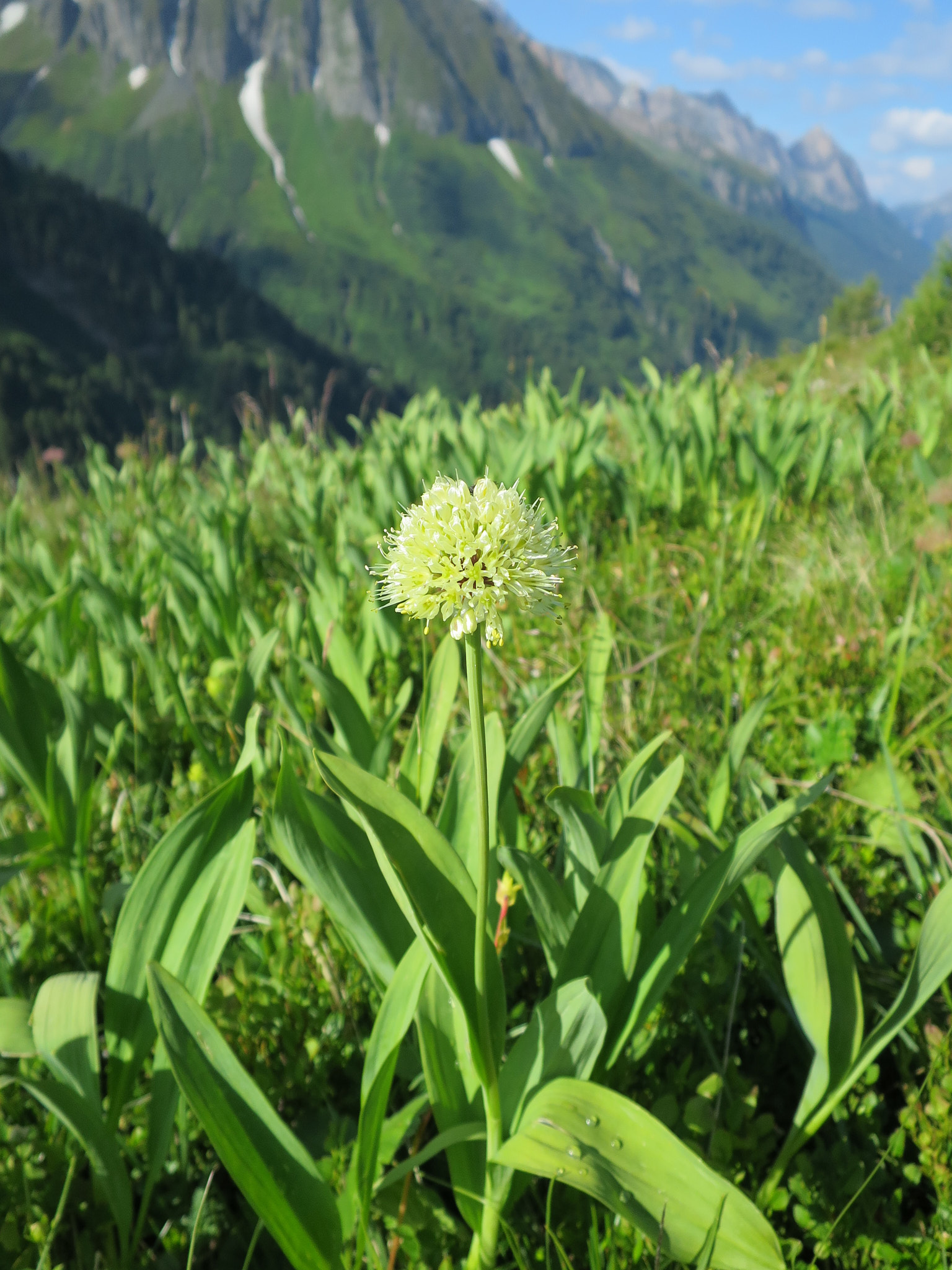 Segerlök (<em>Allium victorialis</em>)