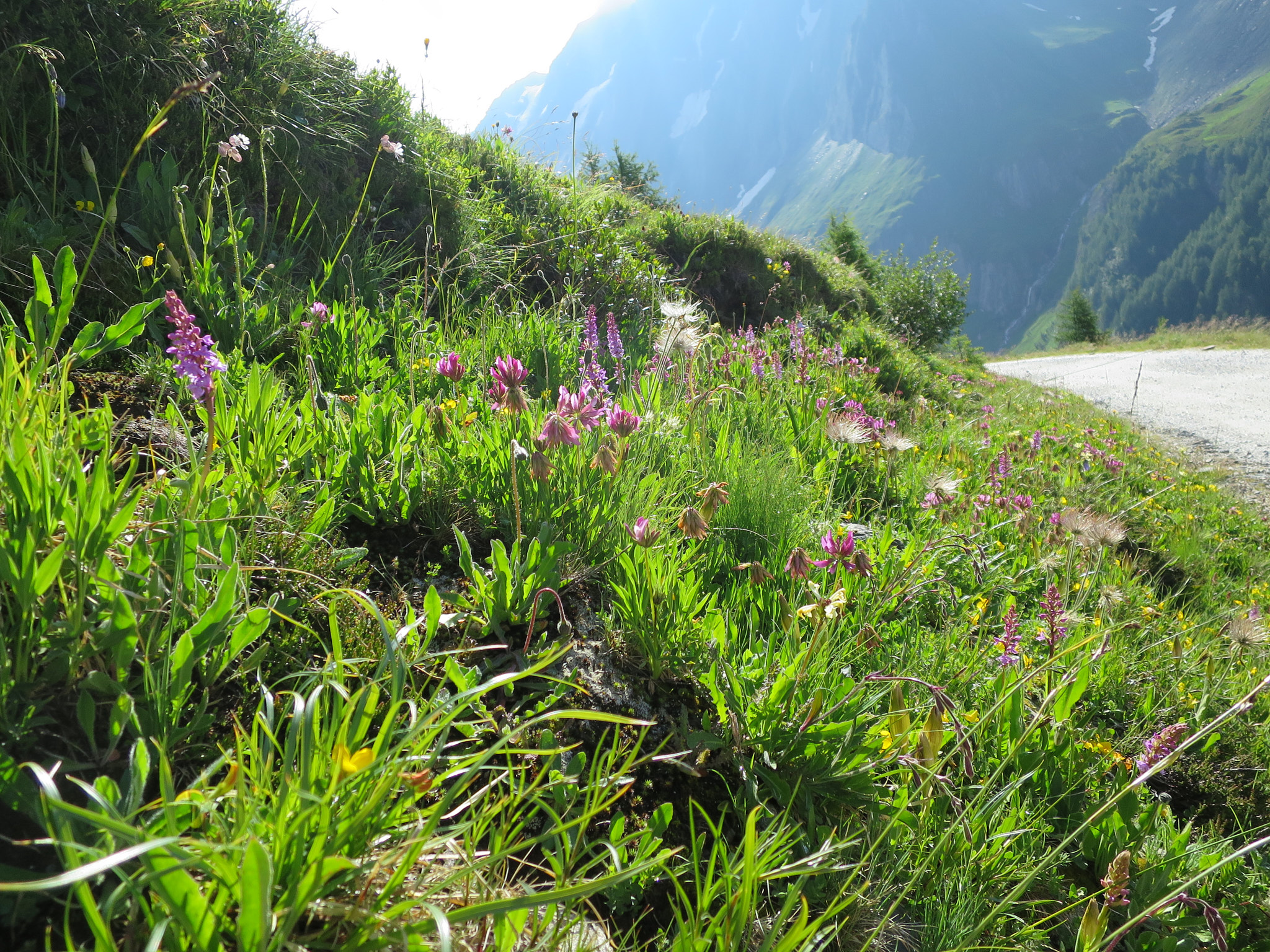 Bergklöver (<em>Trifolium alpinum</em>)