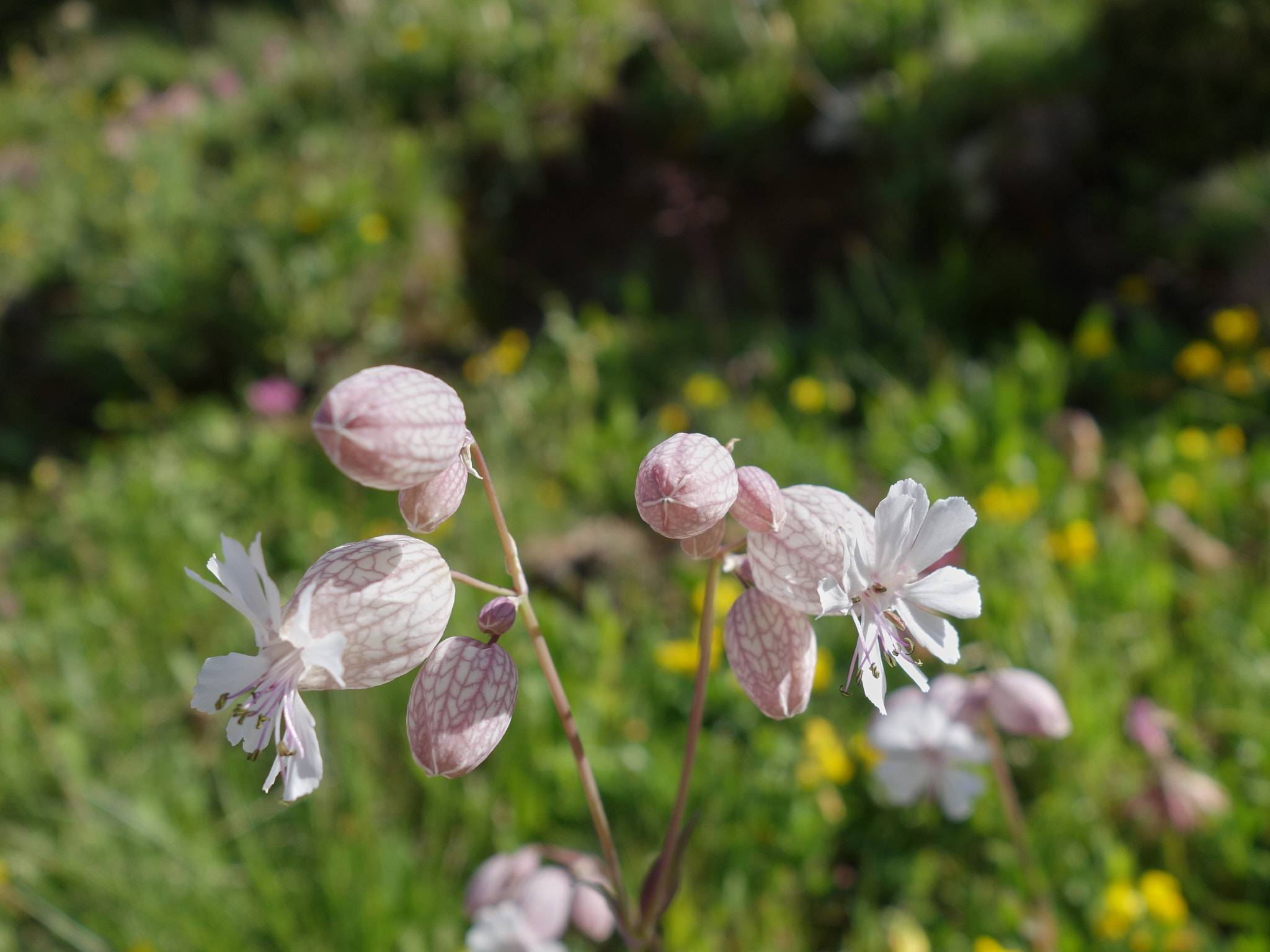 Smällglim (<em>Silene vulgaris</em>)