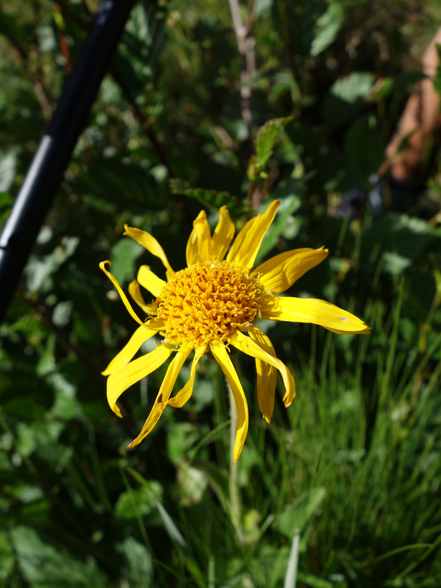 Slåttergubbe (<em>Arnica montana</em>)