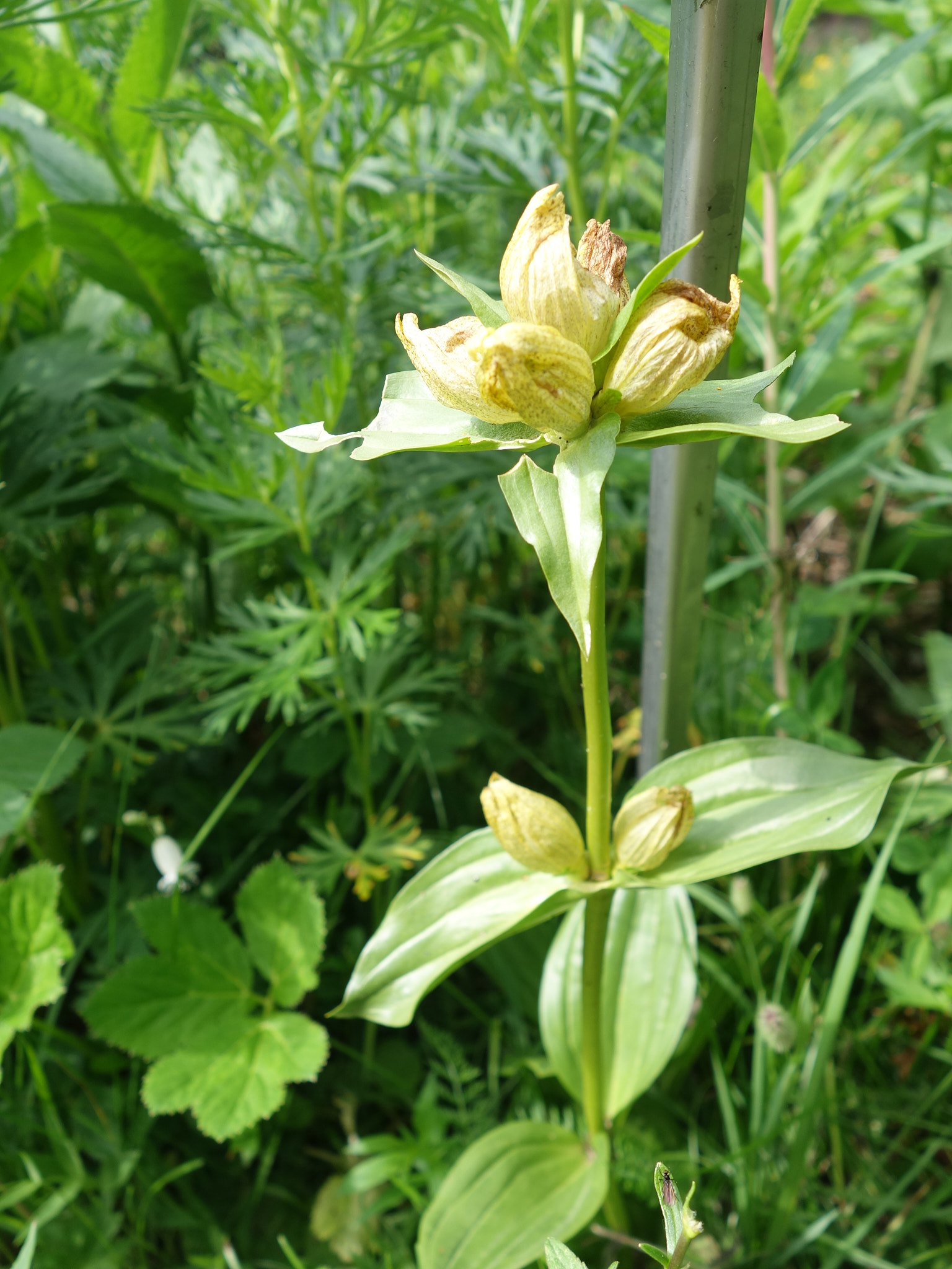 Prickgentiana (<em>Gentiana punctata</em>)