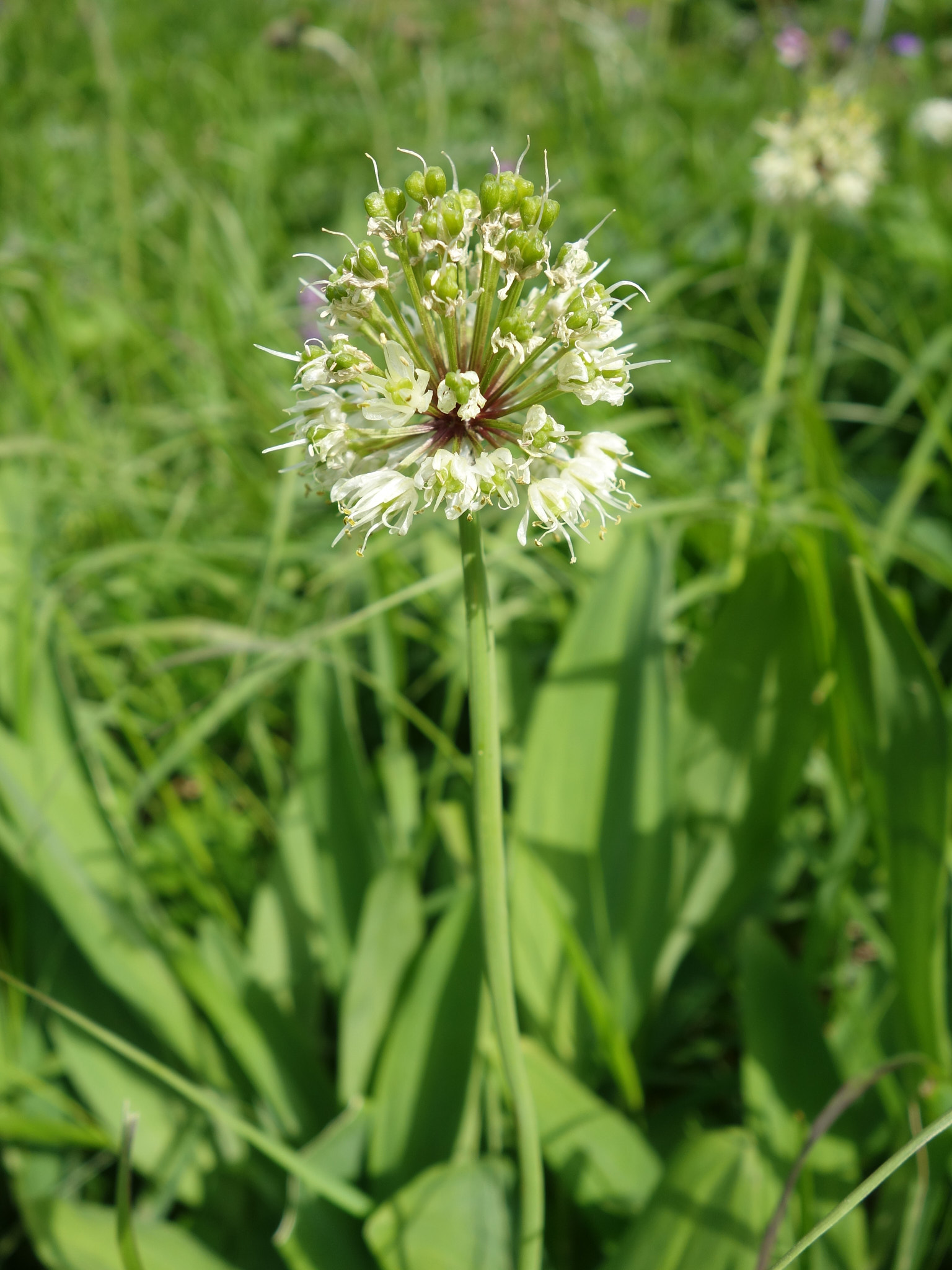 Segerlök (<em>Allium victorialis</em>)