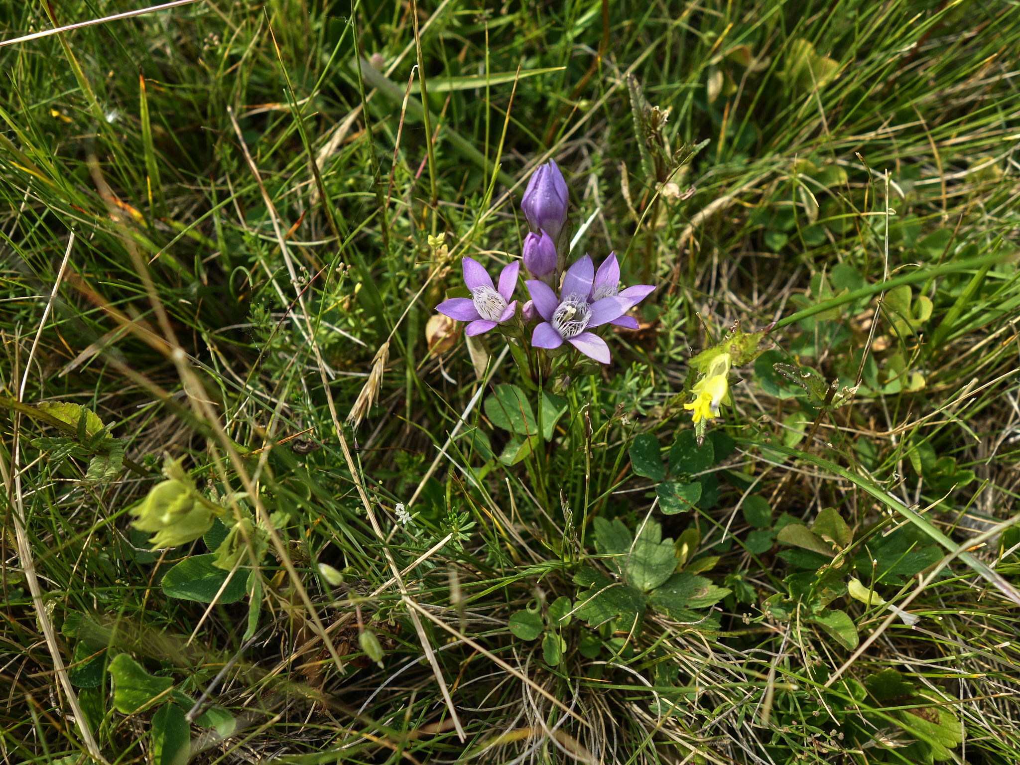 <em>Gentianella lutescens</em>