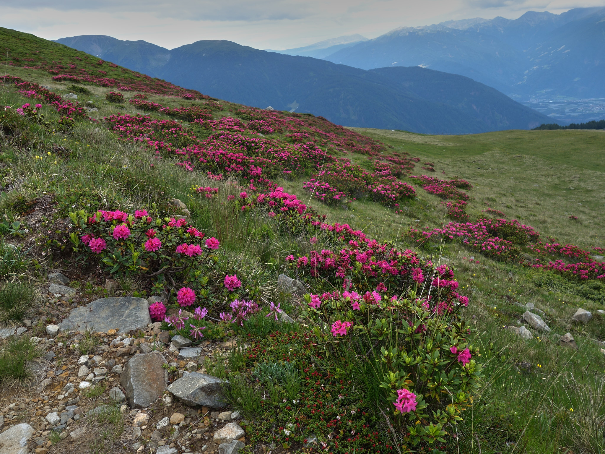 Rostalpros (<em>Rhododendron ferrugineum</em>)