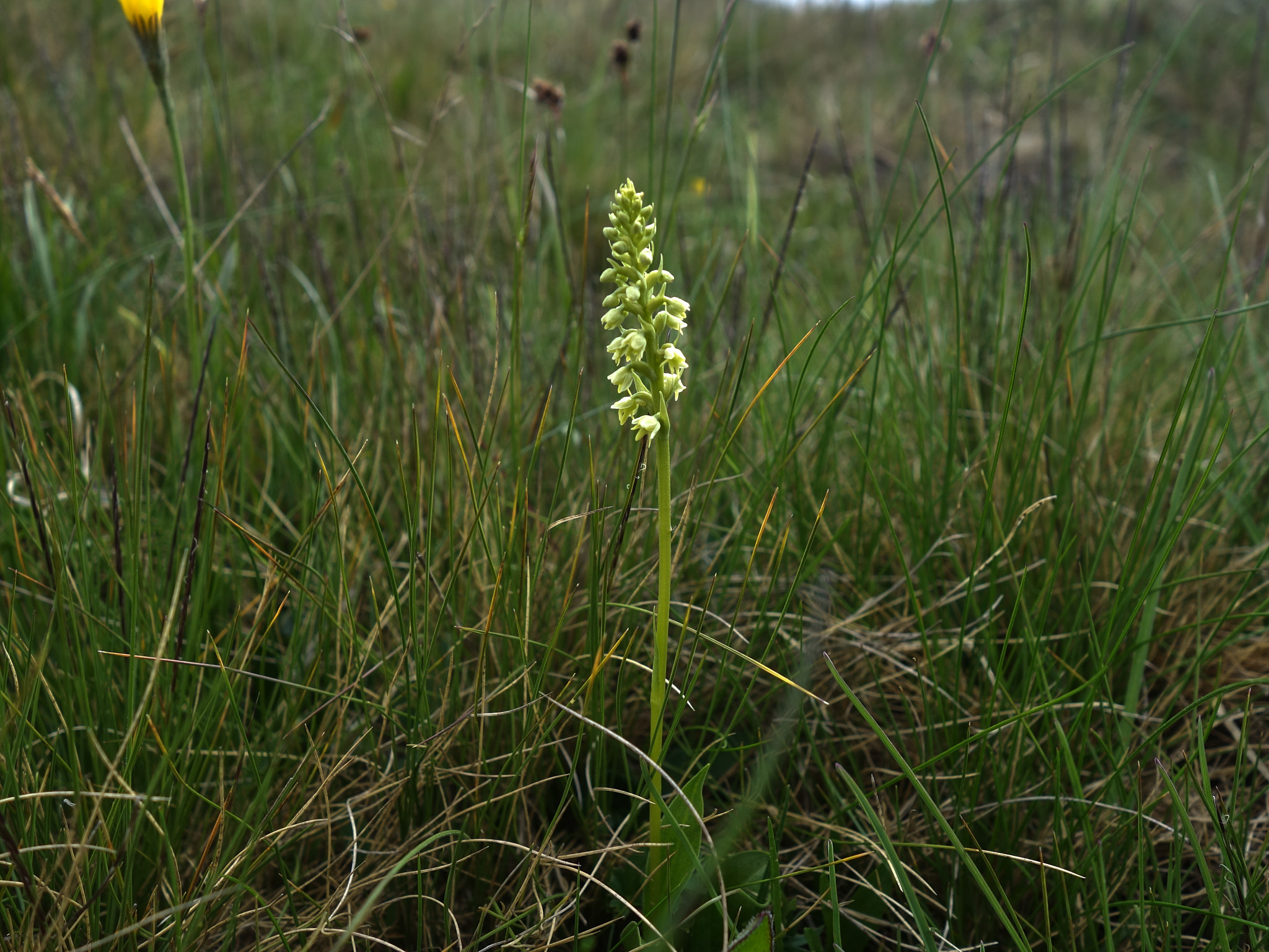 Vityxne (<em>Pseudorchis albida</em>)