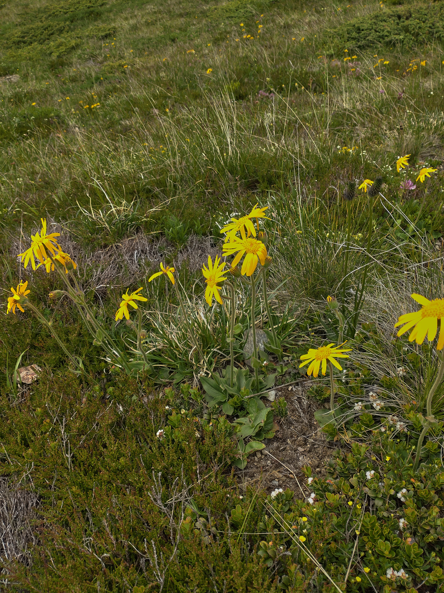 Slåttergubbe (<em>Arnica montana</em>)