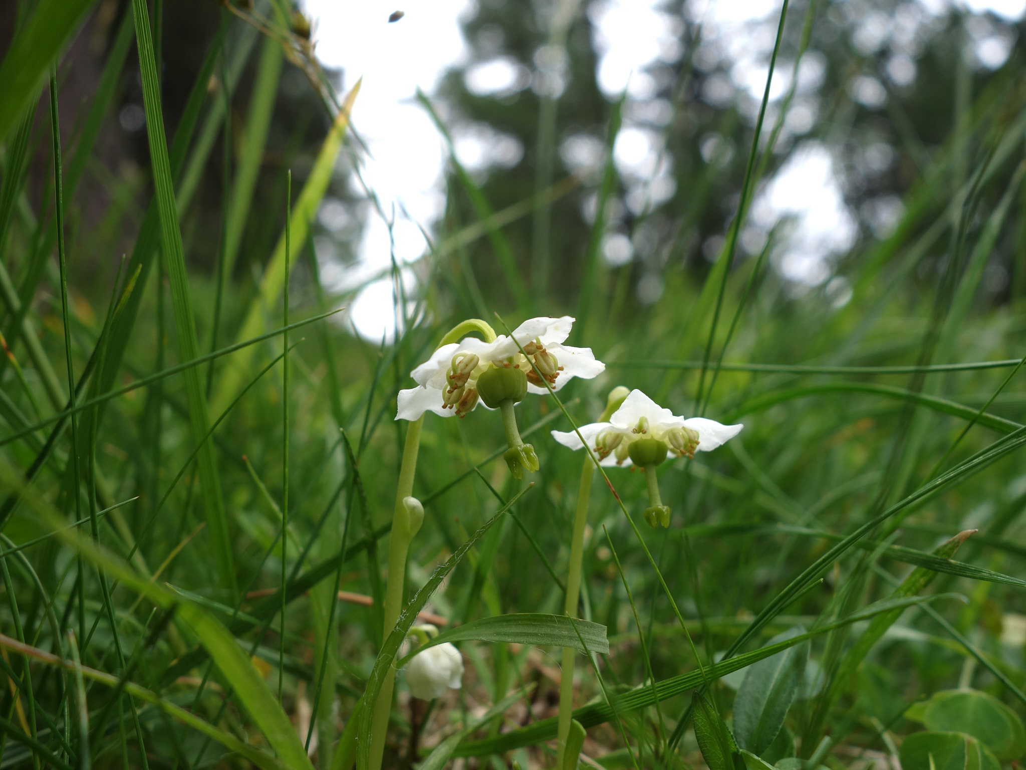 Ögonpyrola (<em>Moneses uniflora</em>)