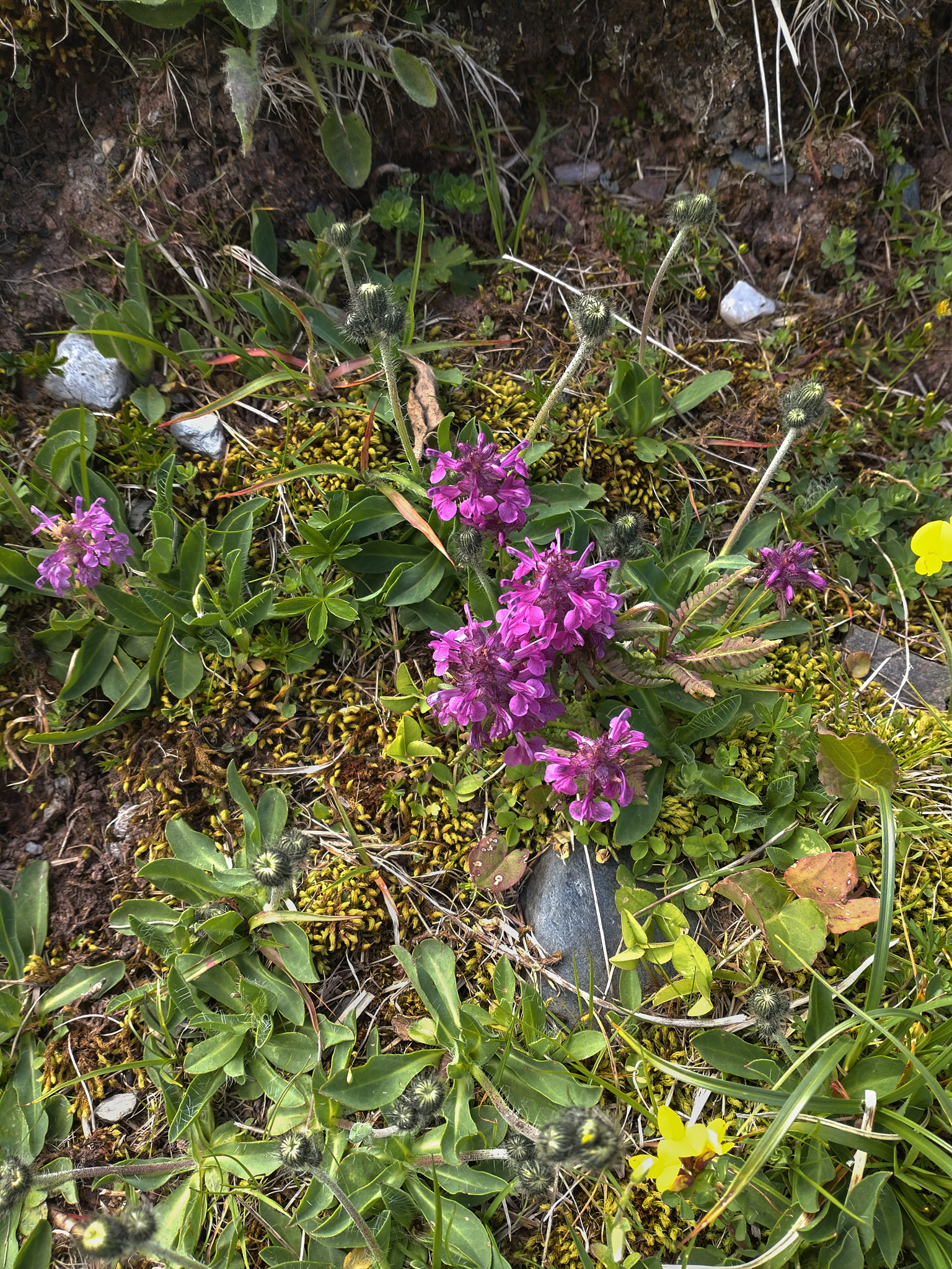 <em>Pedicularis verticillata</em>