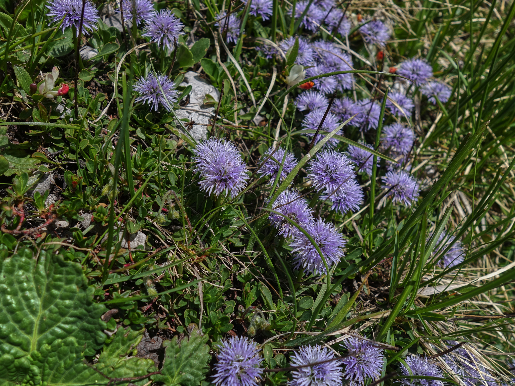 Klippskrabba (<em>Globularia cordifolia</em>)
