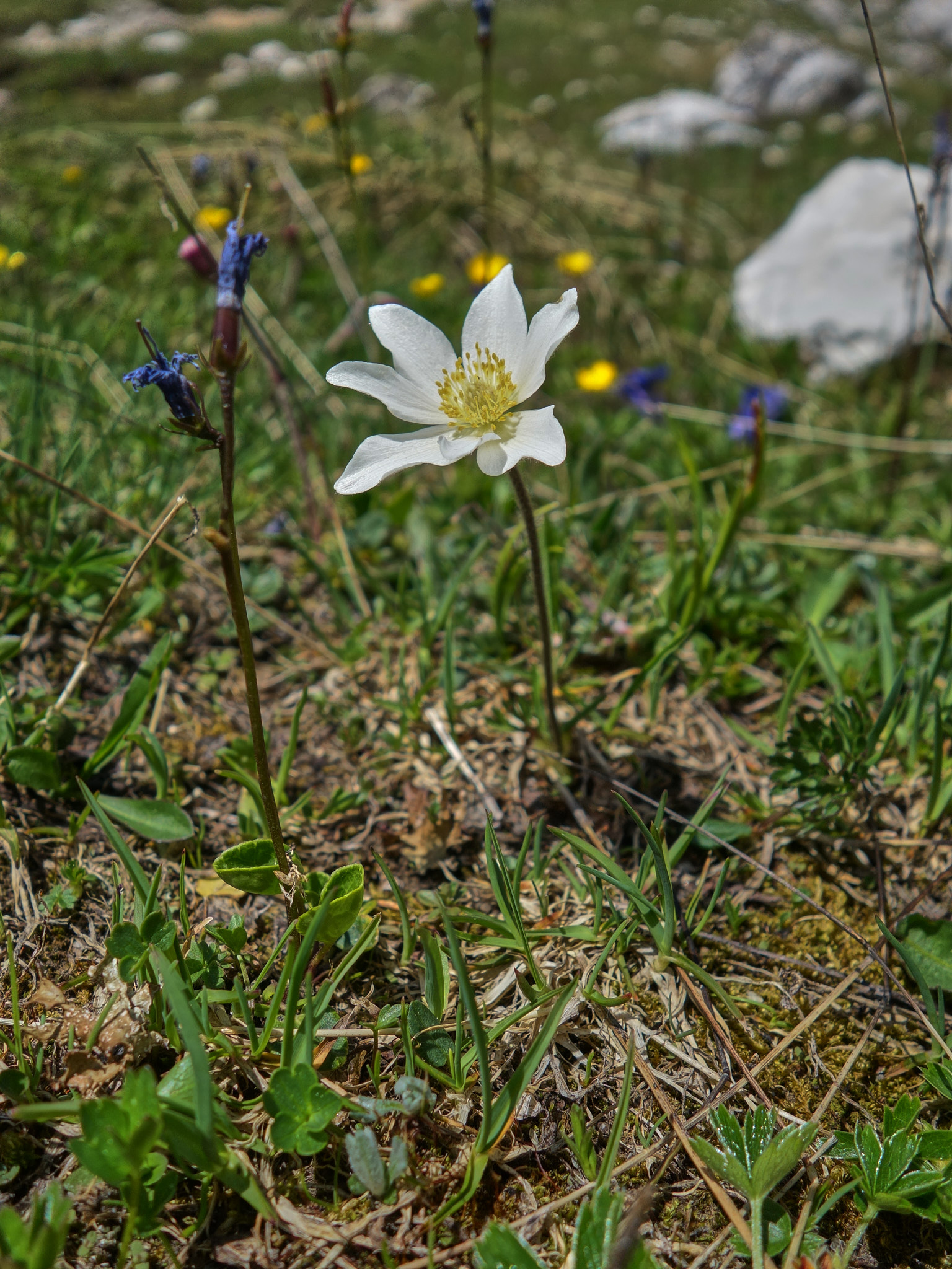 Snöanemon (<em>Anemone baldensis</em>)
