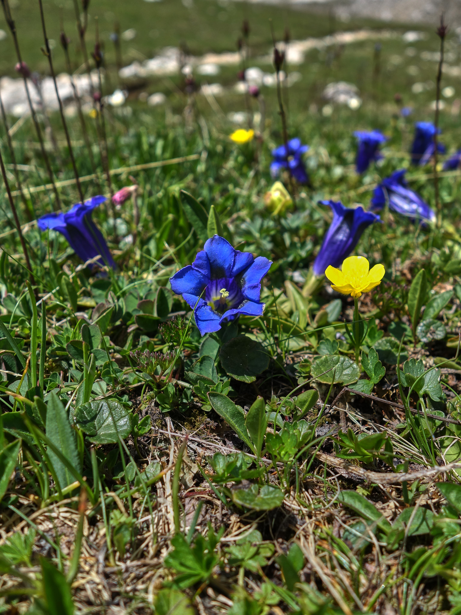 Alpgentiana (<em>Gentiana acaulis</em>)