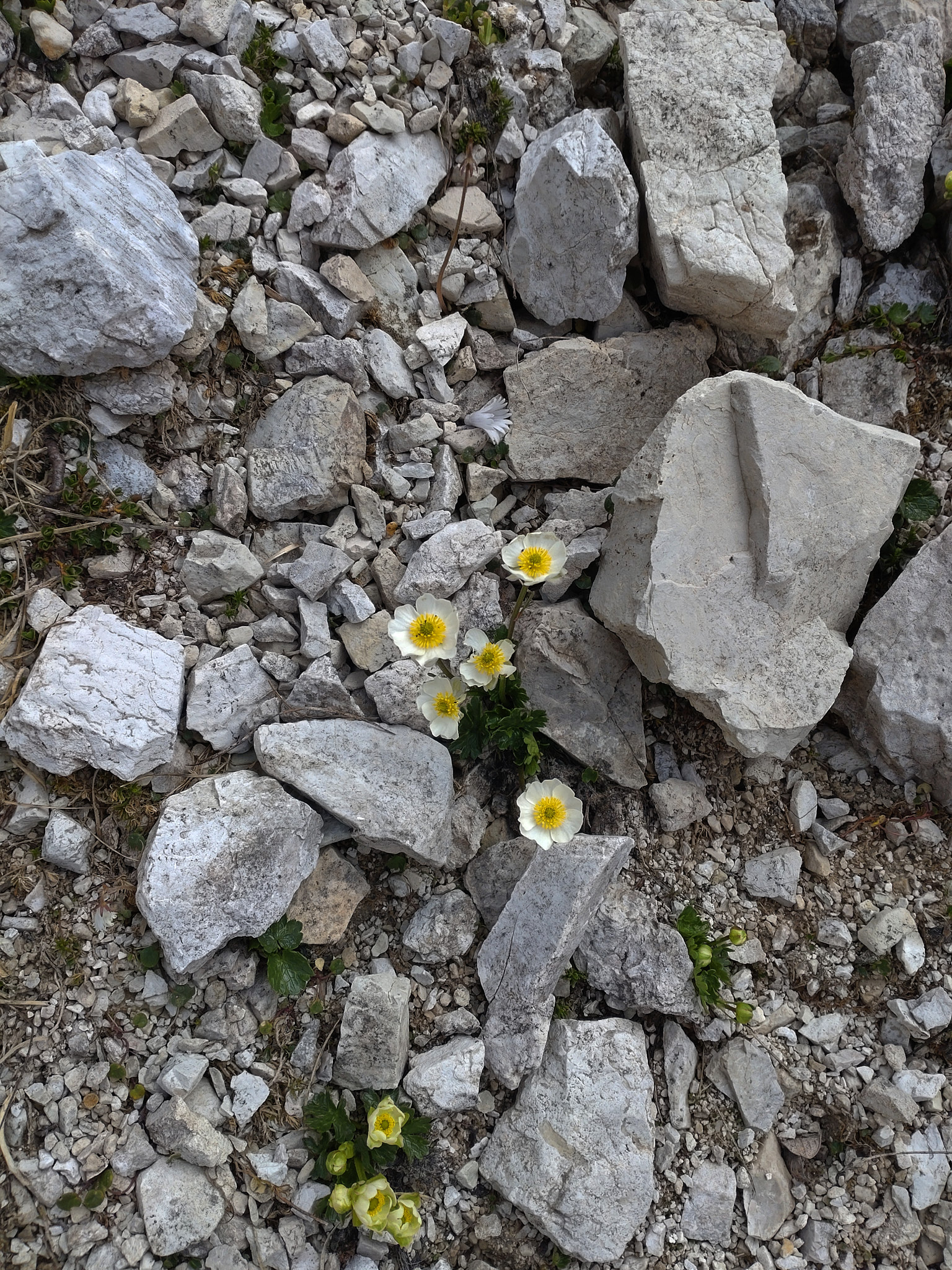 Alpranunkel (<em>Ranunculus alpestris</em>)