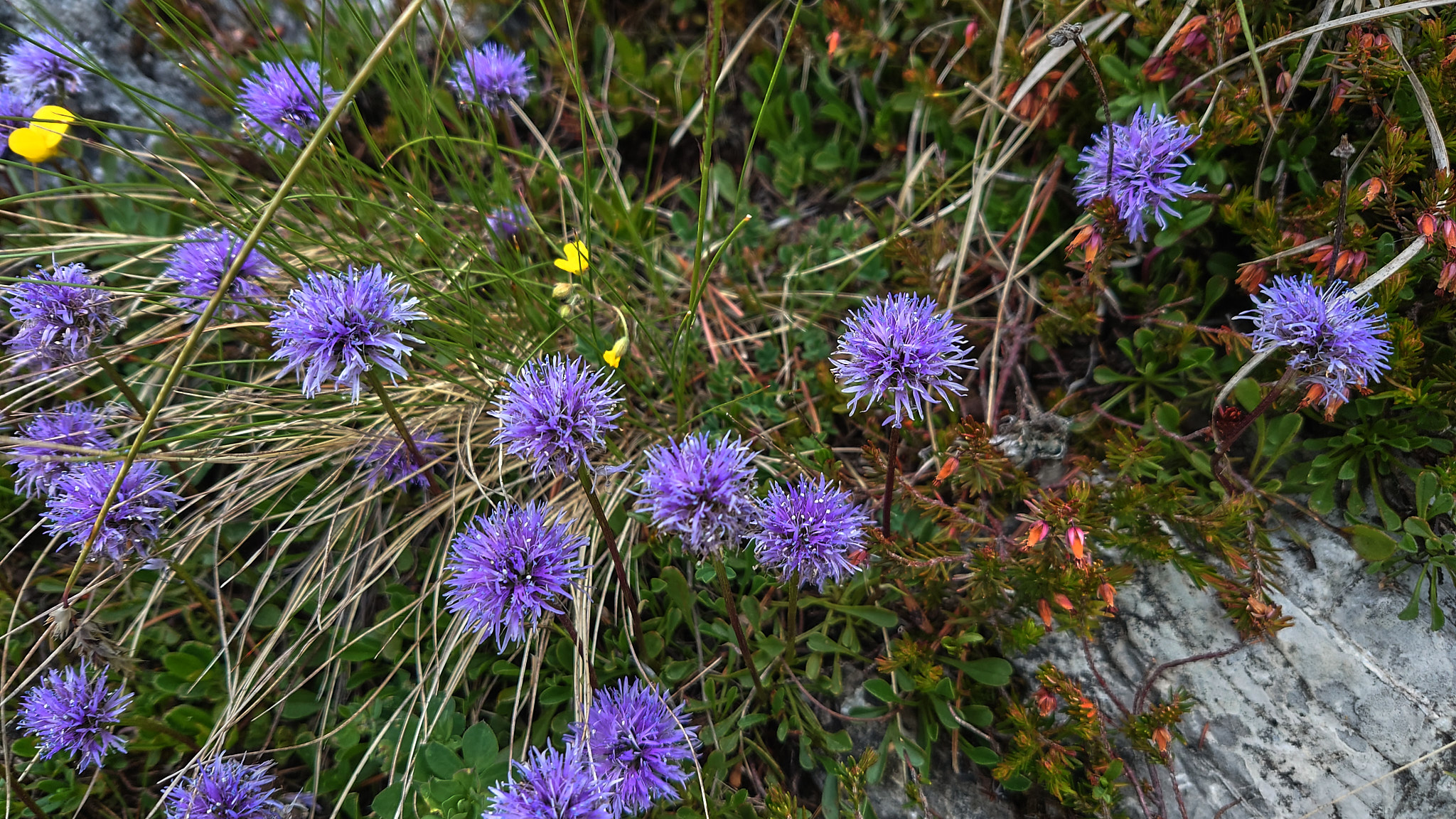 Klippskrabba (<em>Globularia cordifolia</em>)