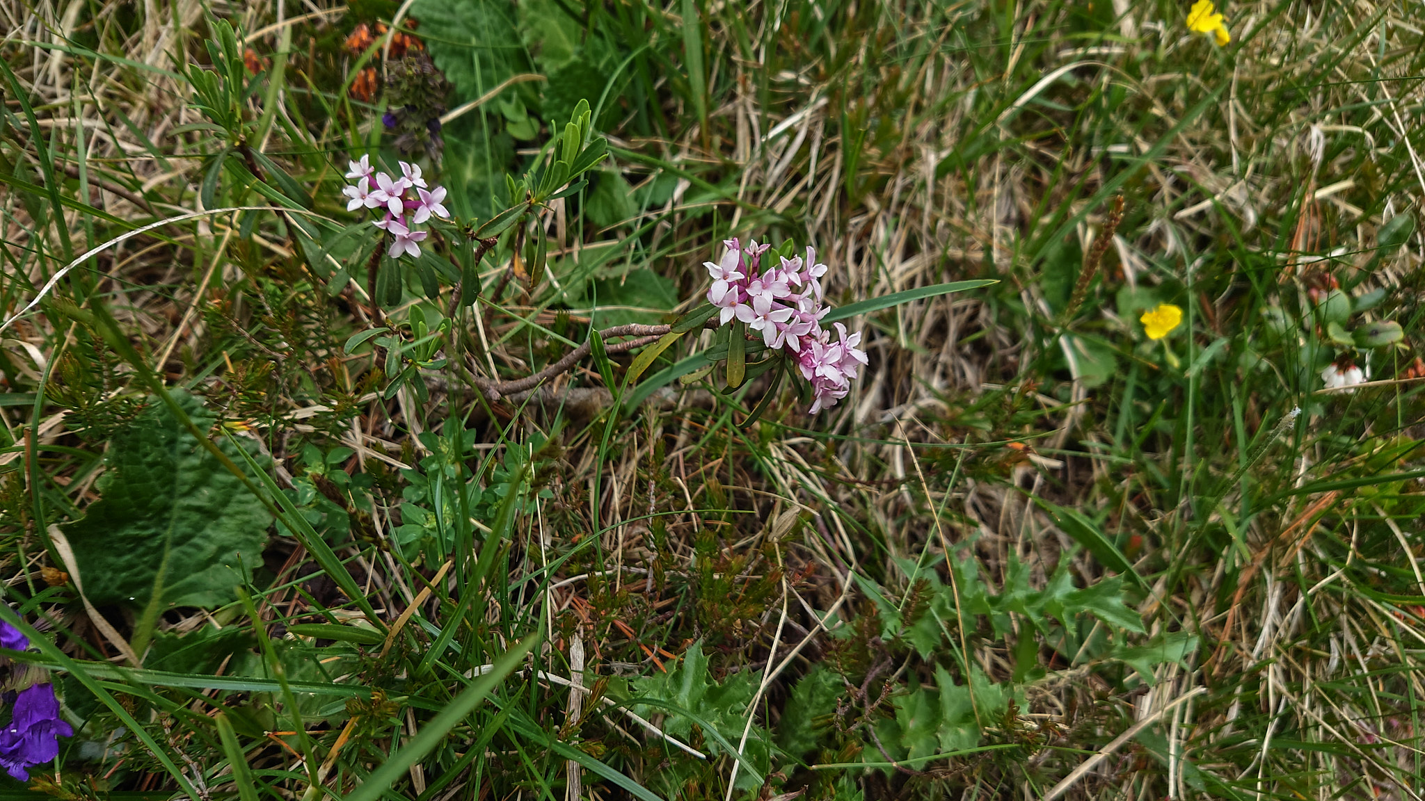 Strimtibast (<em>Daphne striata</em>)