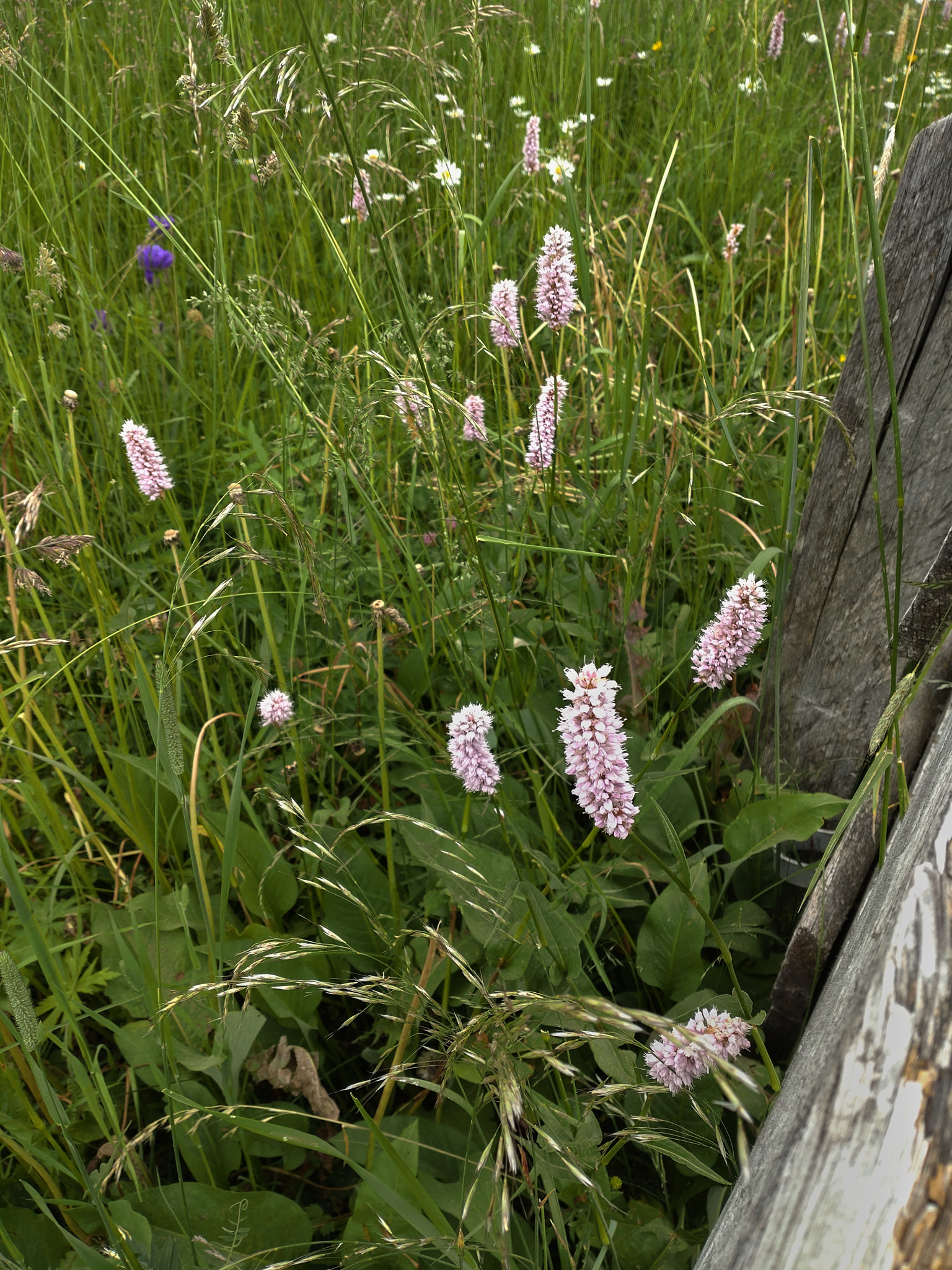 <em>Persicaria bistorta</em>