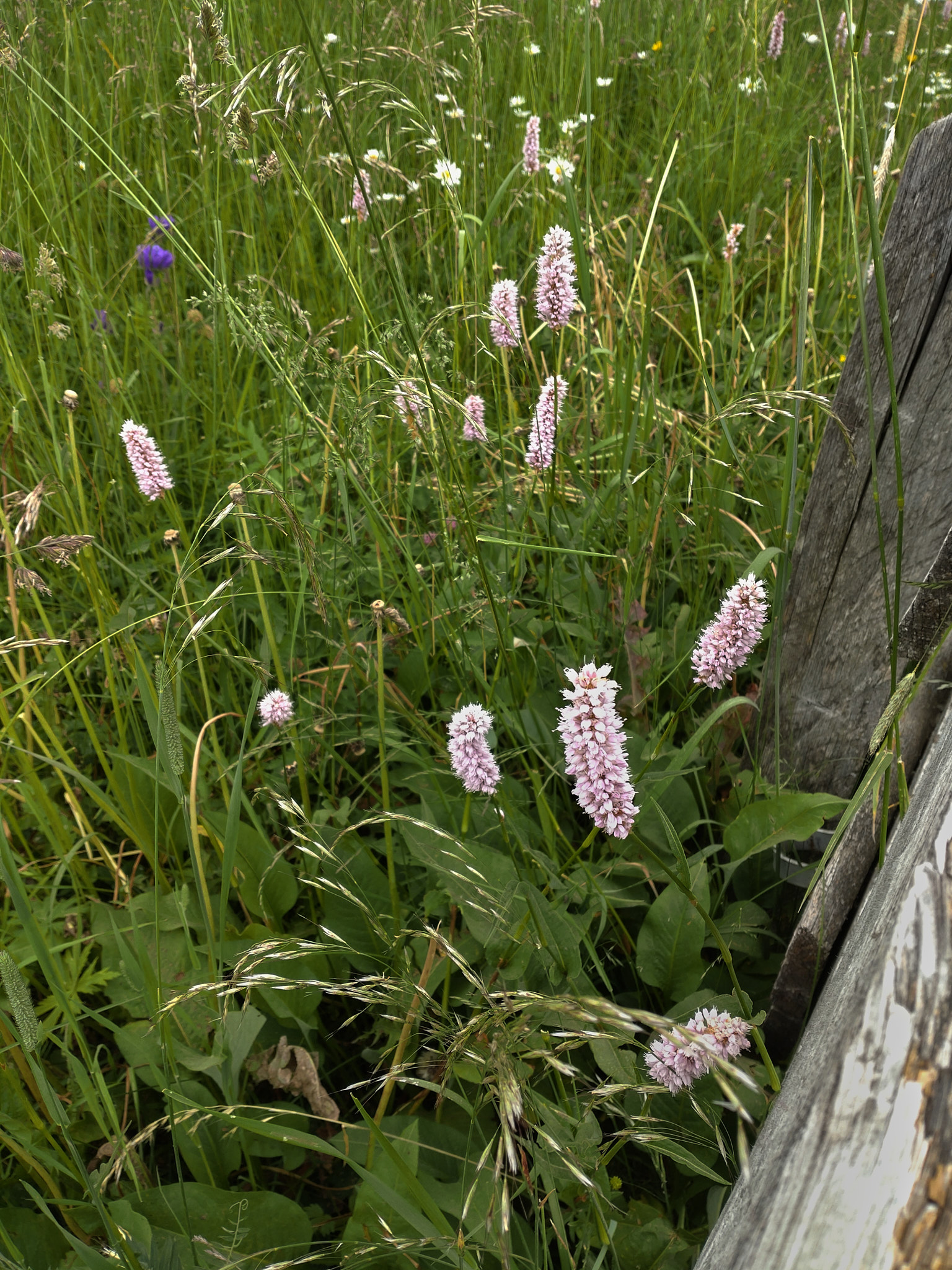 Klippskrabba (<em>Globularia cordifolia</em>)