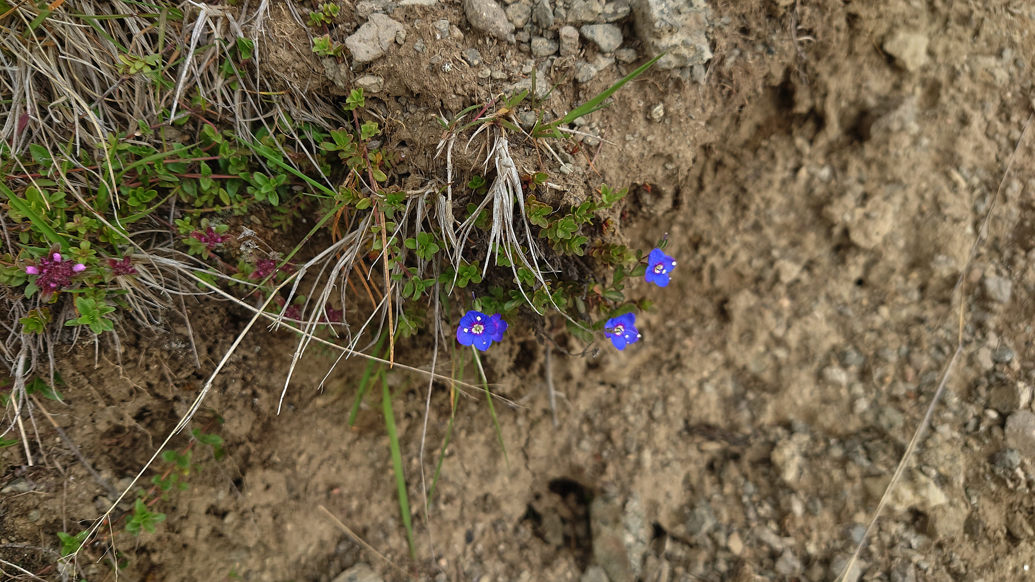 Klippveronika (<em>Veronica fruticans</em>)
