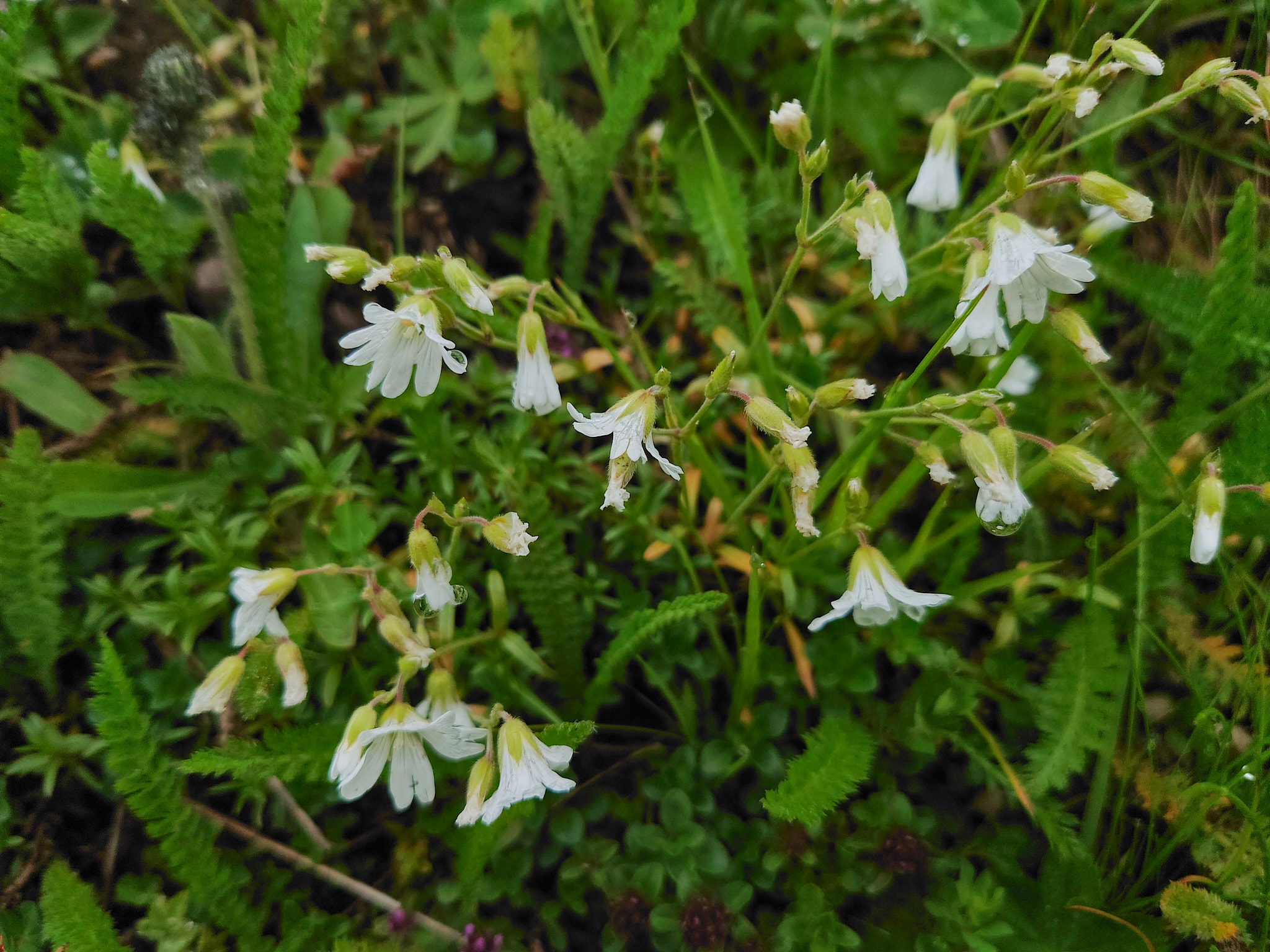 Fjällarv (<em>Cerastium alpinum</em>)