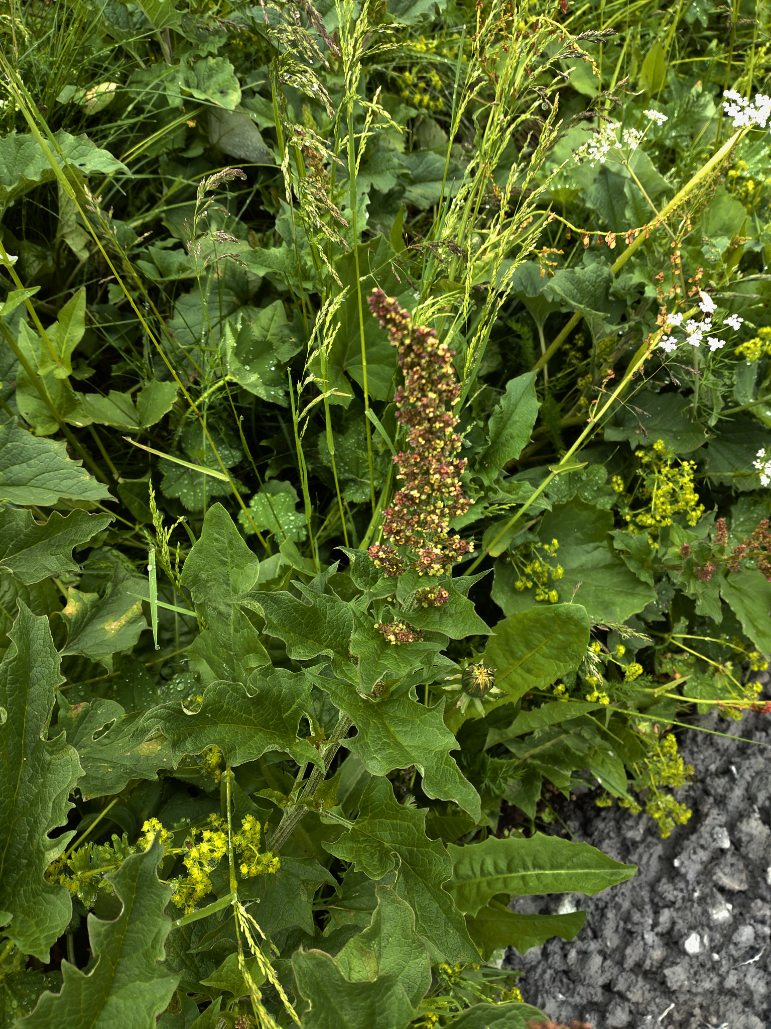 Klippveronika (<em>Veronica fruticans</em>)