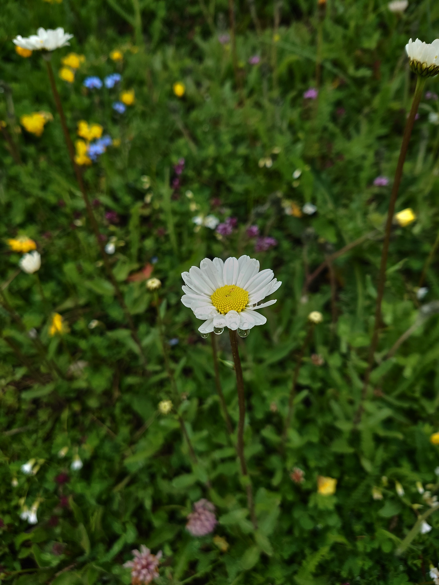 Klippveronika (<em>Veronica fruticans</em>)