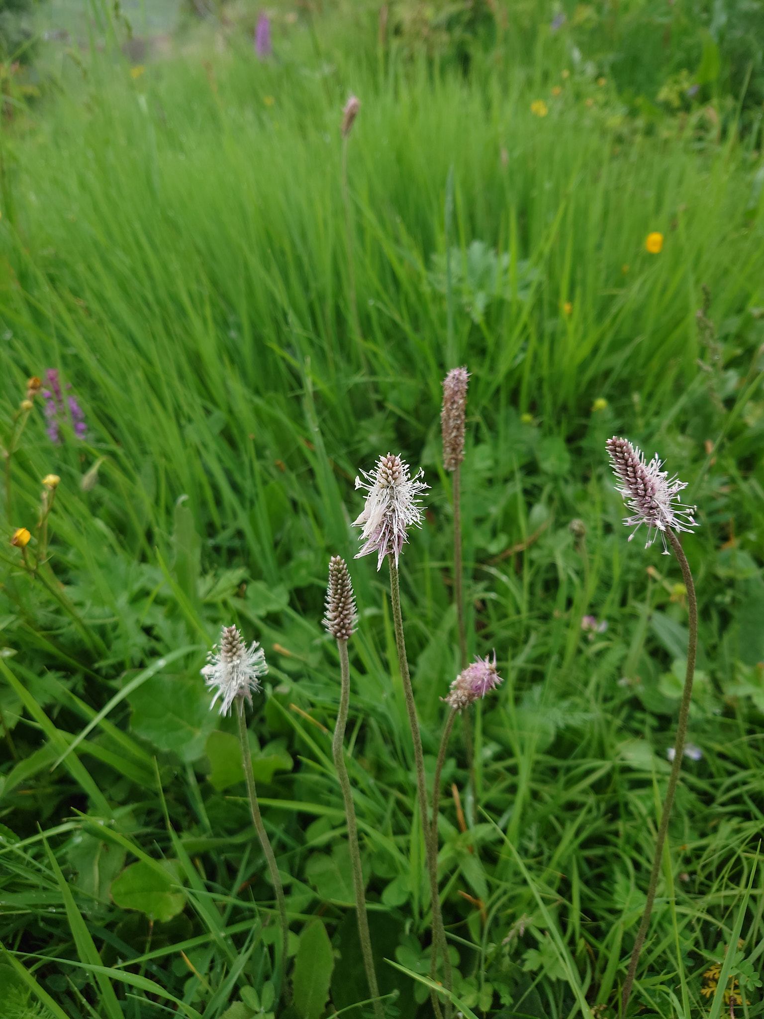 Rödkämpar (<em>Plantago media</em>)