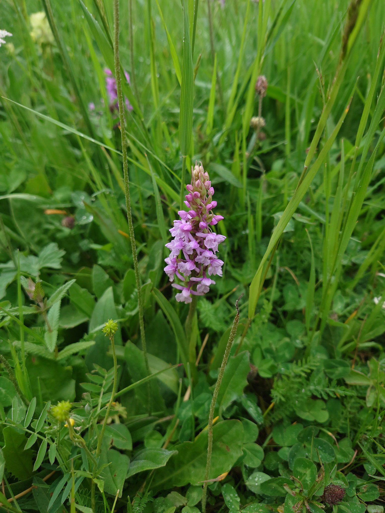 Luktsporre (<em>Gymnadenia odoratissima</em>)