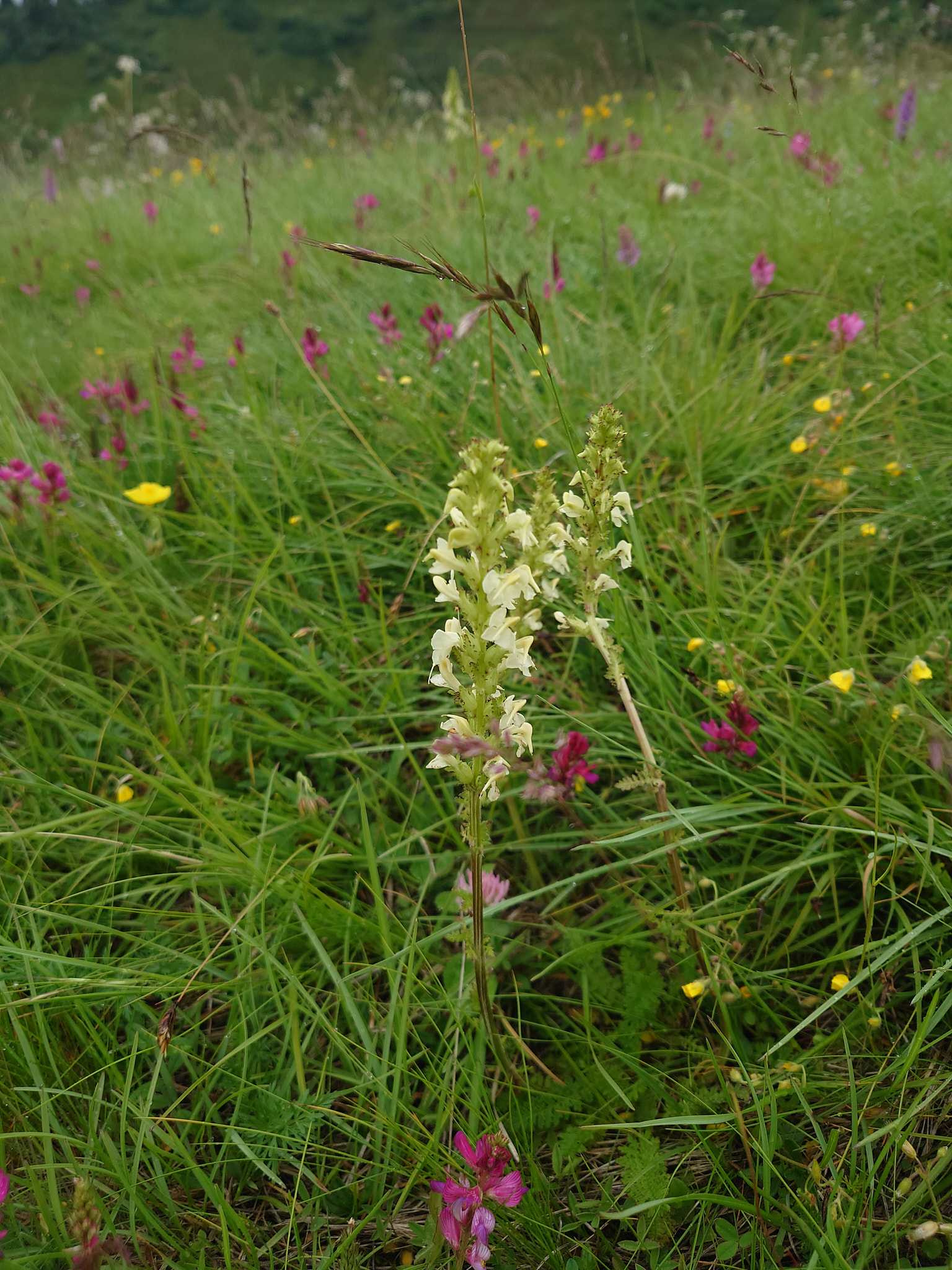 <em>Pedicularis elongata</em>