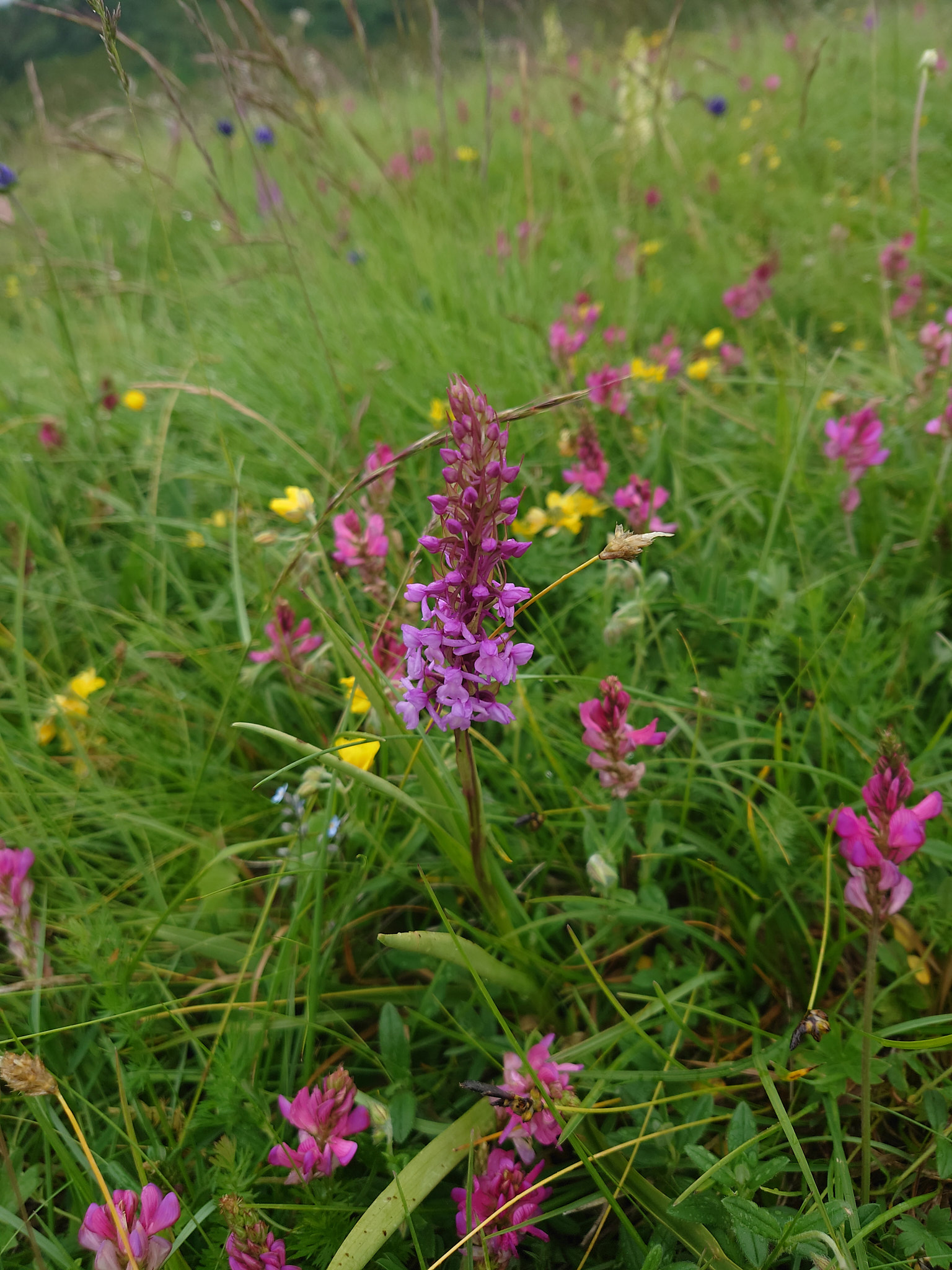 <em>Gymnadenia densiflora</em>