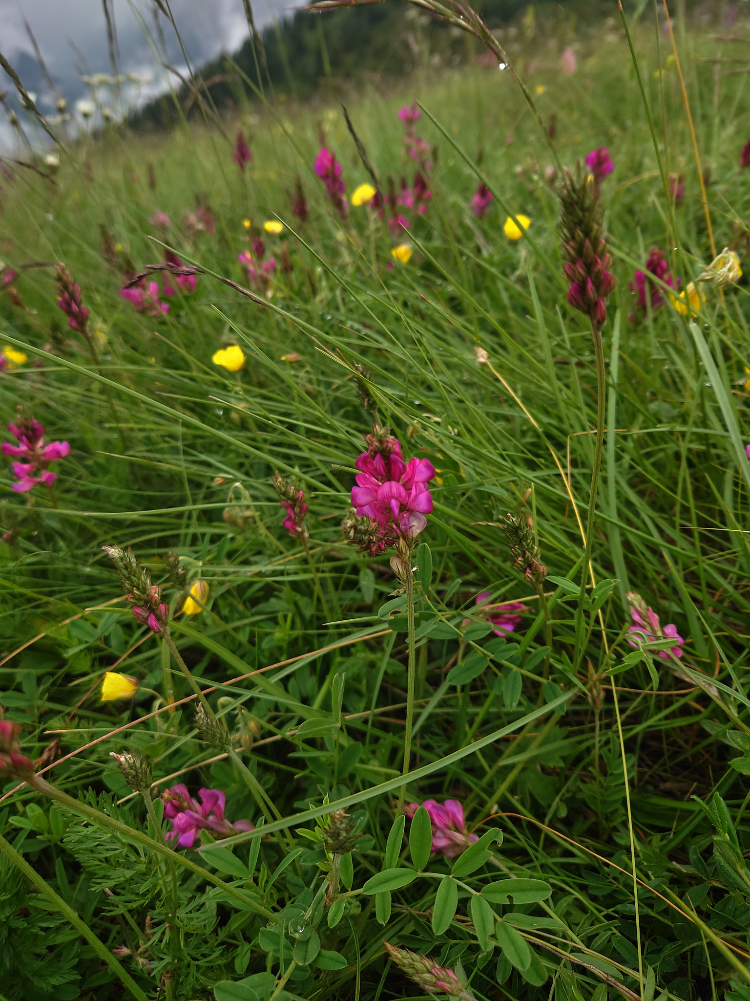 <em>Onobrychis montana</em>