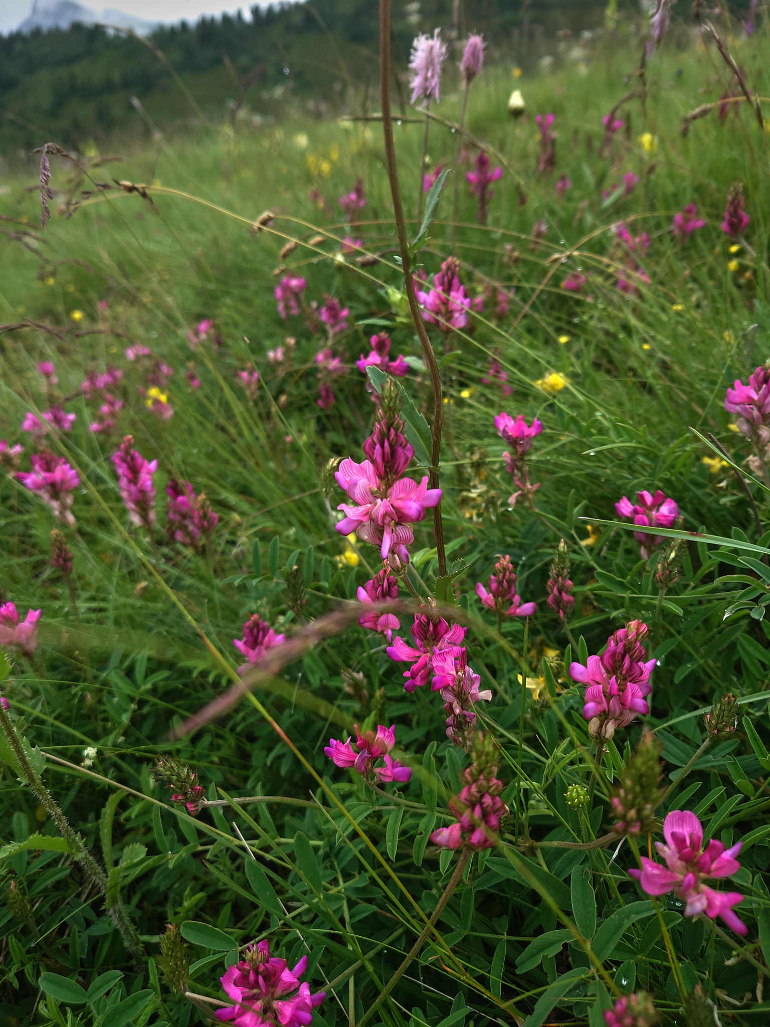 <em>Onobrychis montana</em>