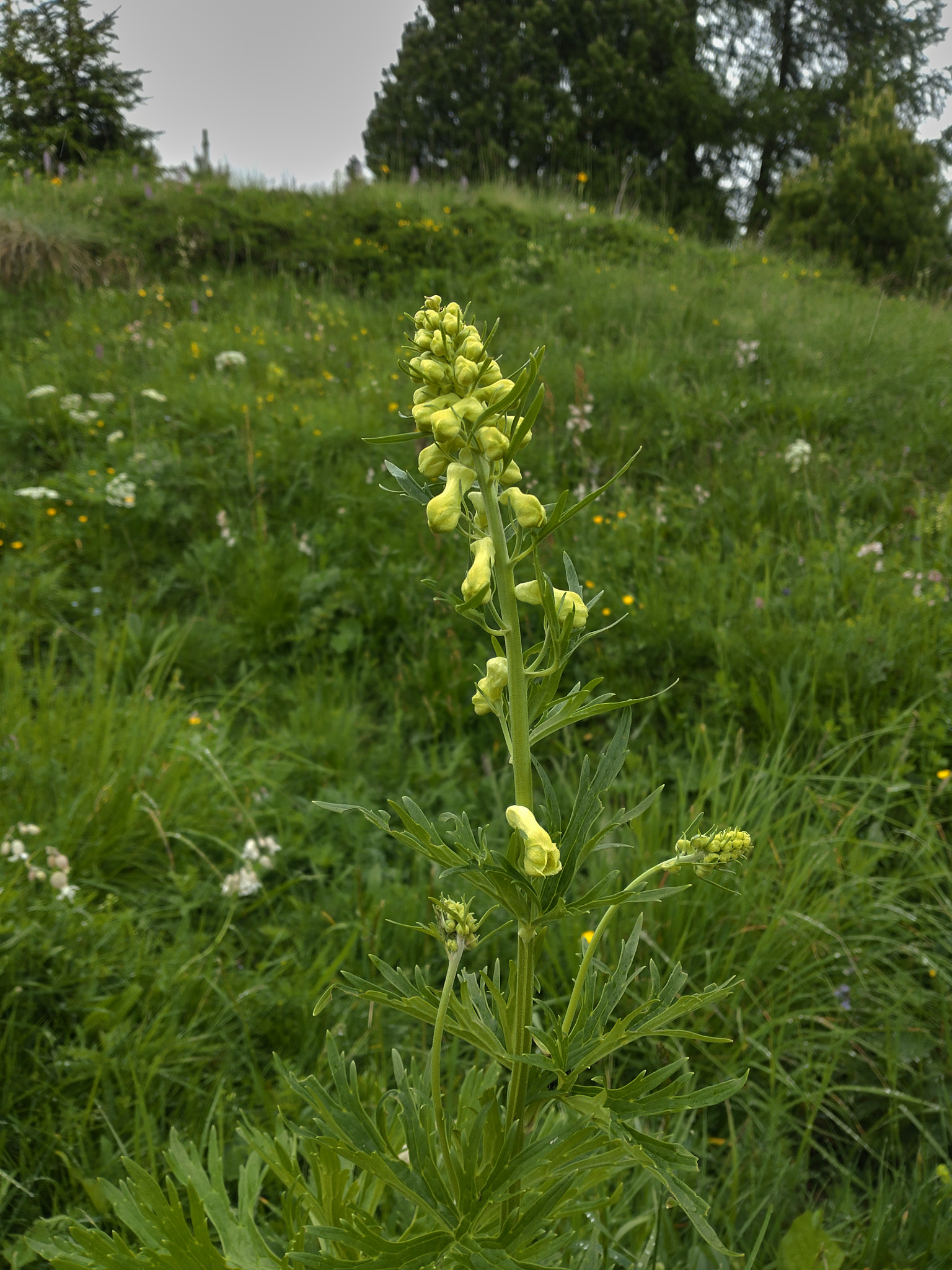 Alpstormhatt (<em>Aconitum vulparia</em>)