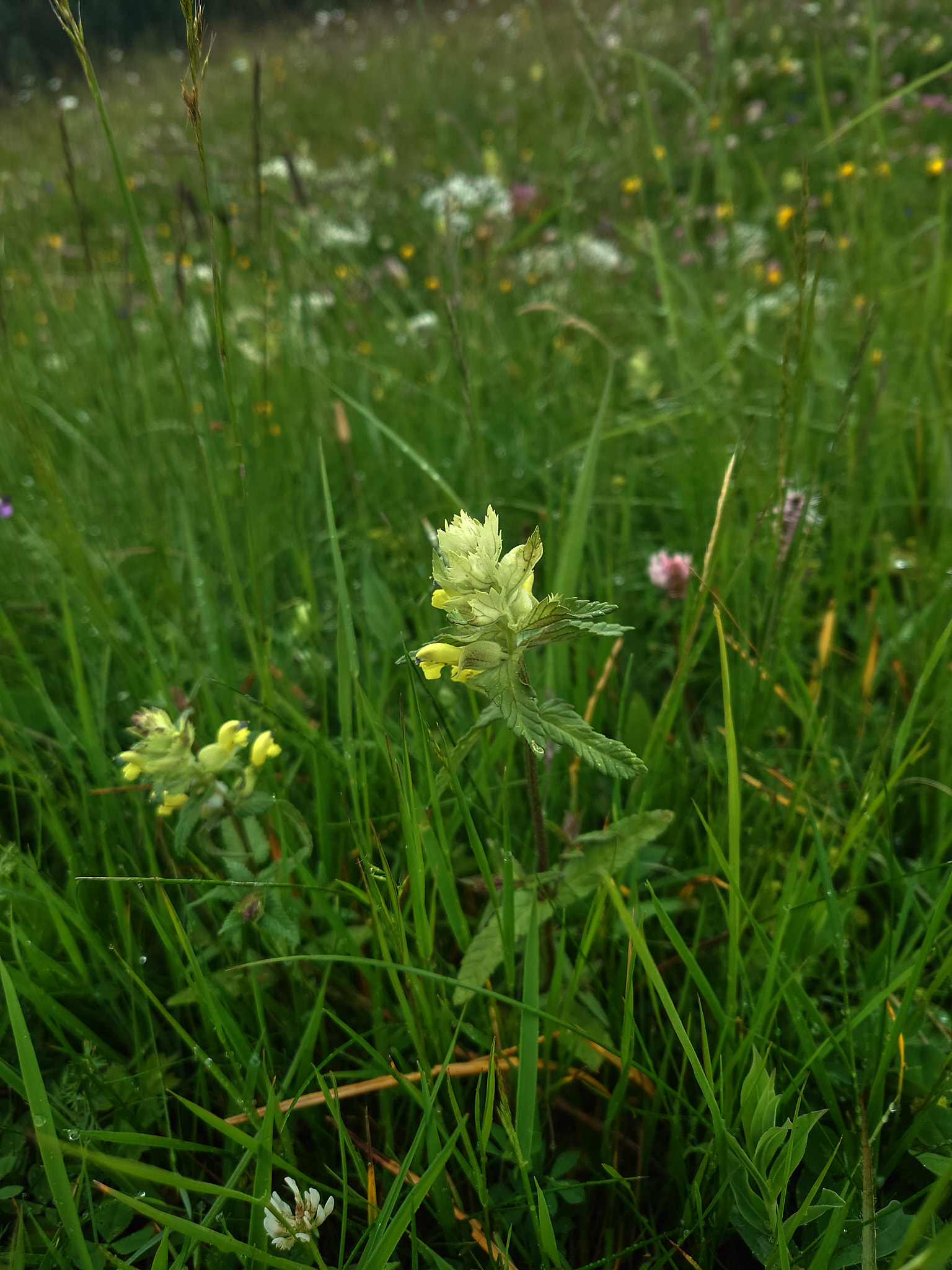 Höskallra (<em>Rhinanthus angustifolius</em>)