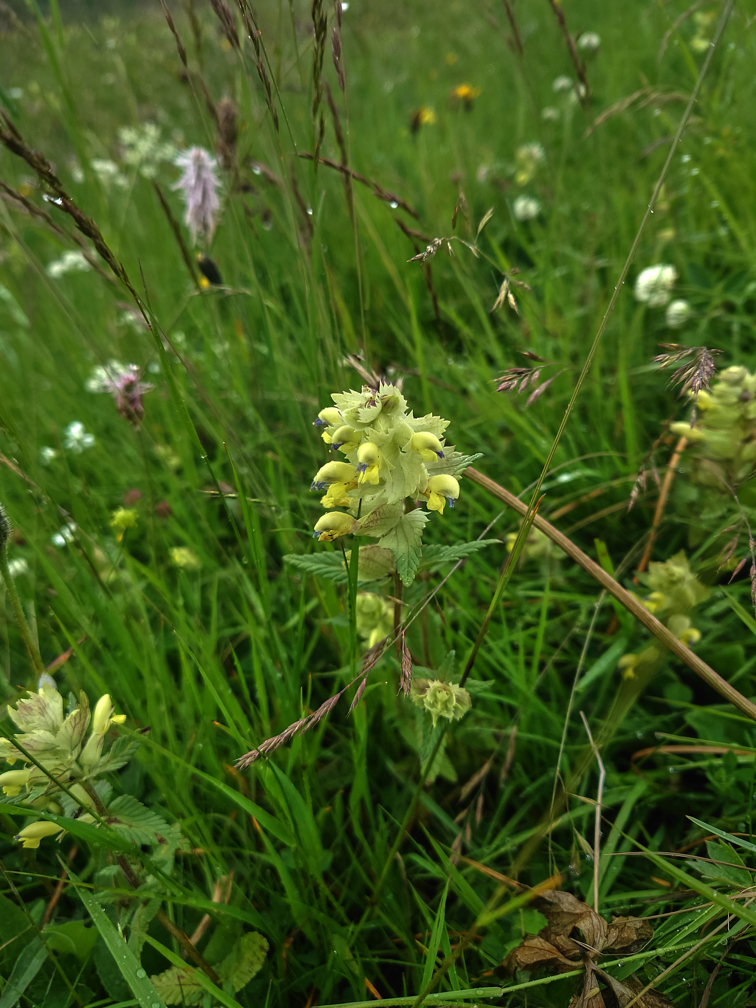 Höskallra (<em>Rhinanthus angustifolius</em>)
