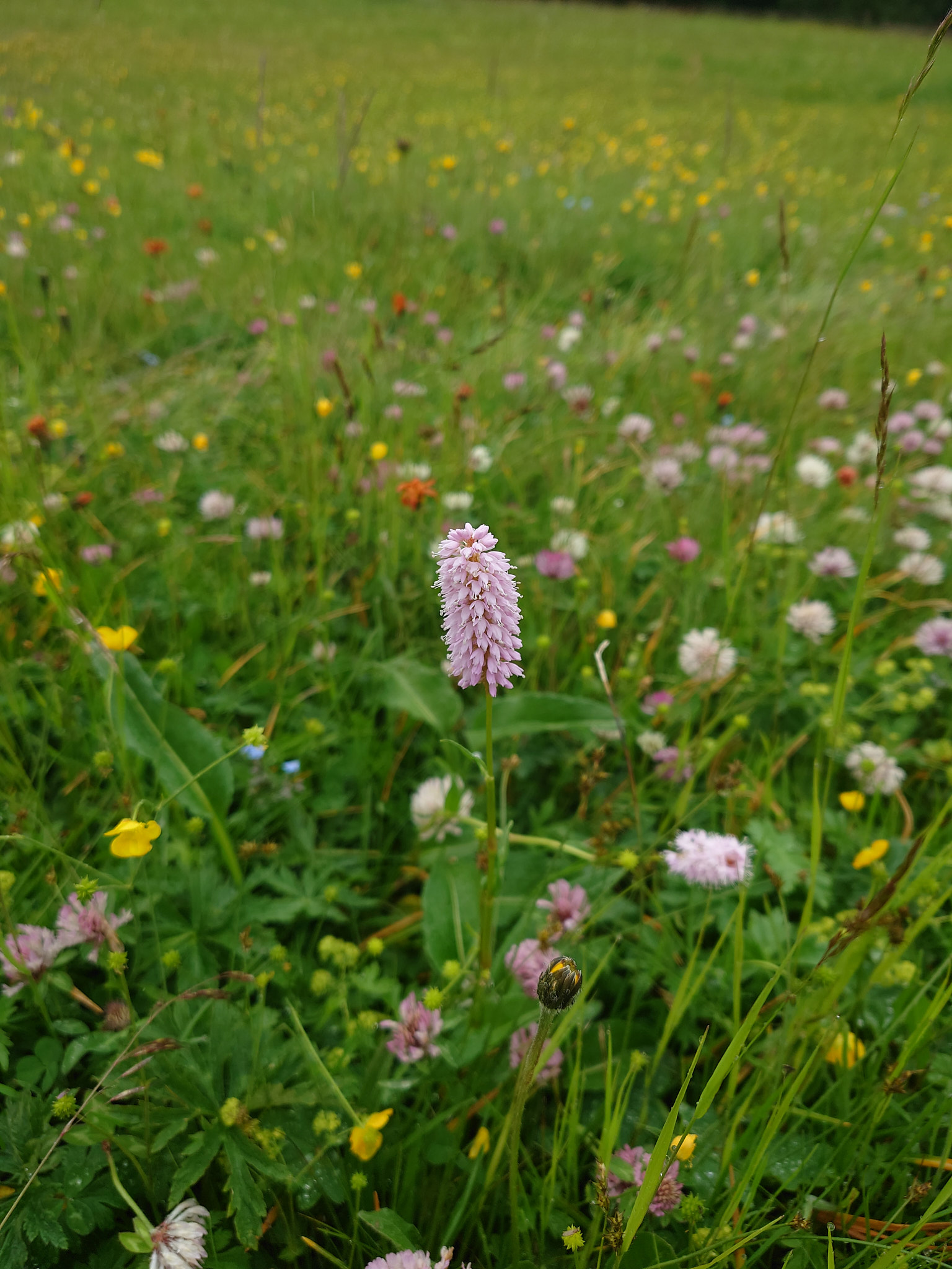 Stor ormrot (<em>Bistorta officinalis</em>)