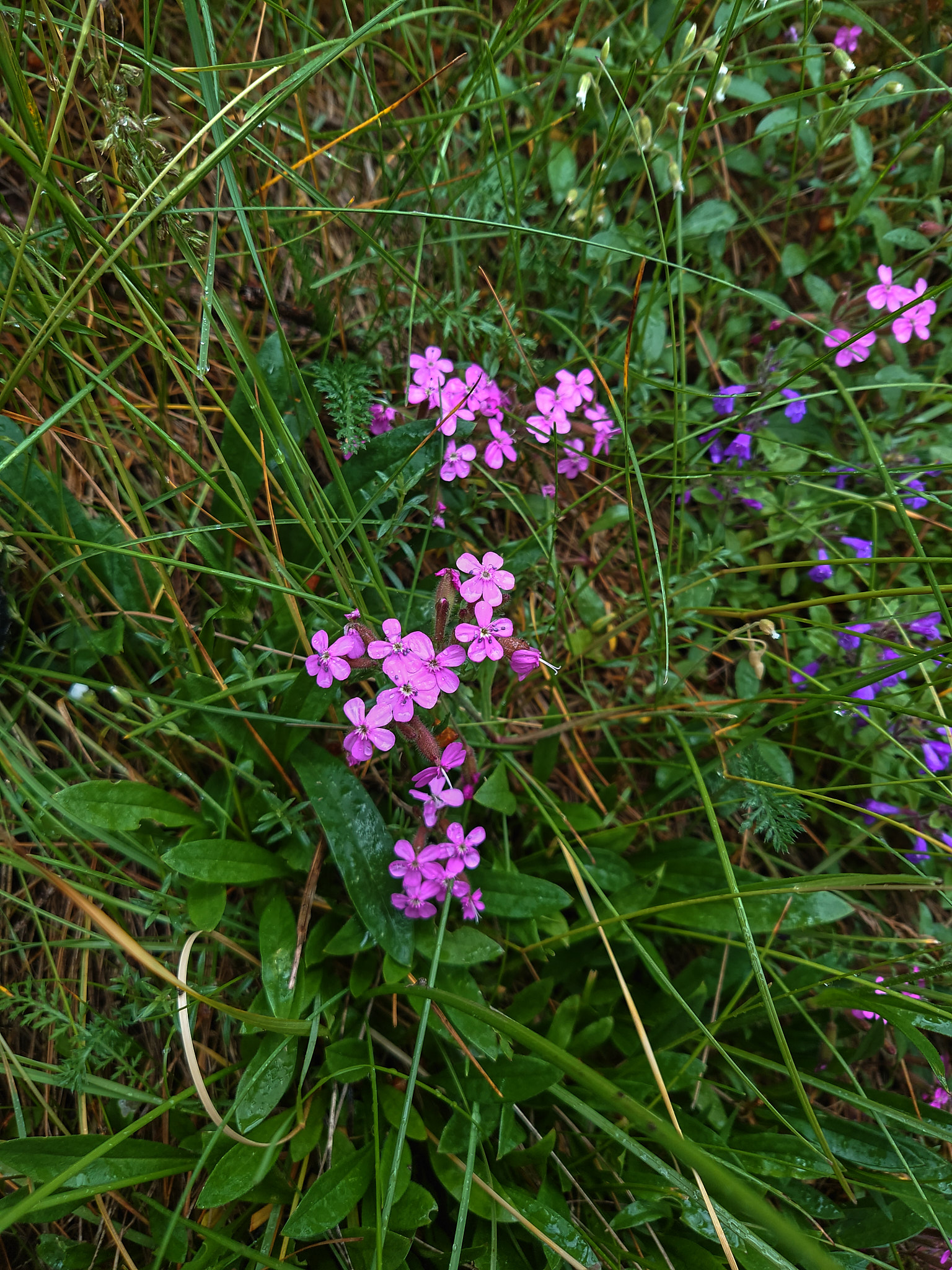Liten såpnejlika (<em>Saponaria ocymoides</em>)