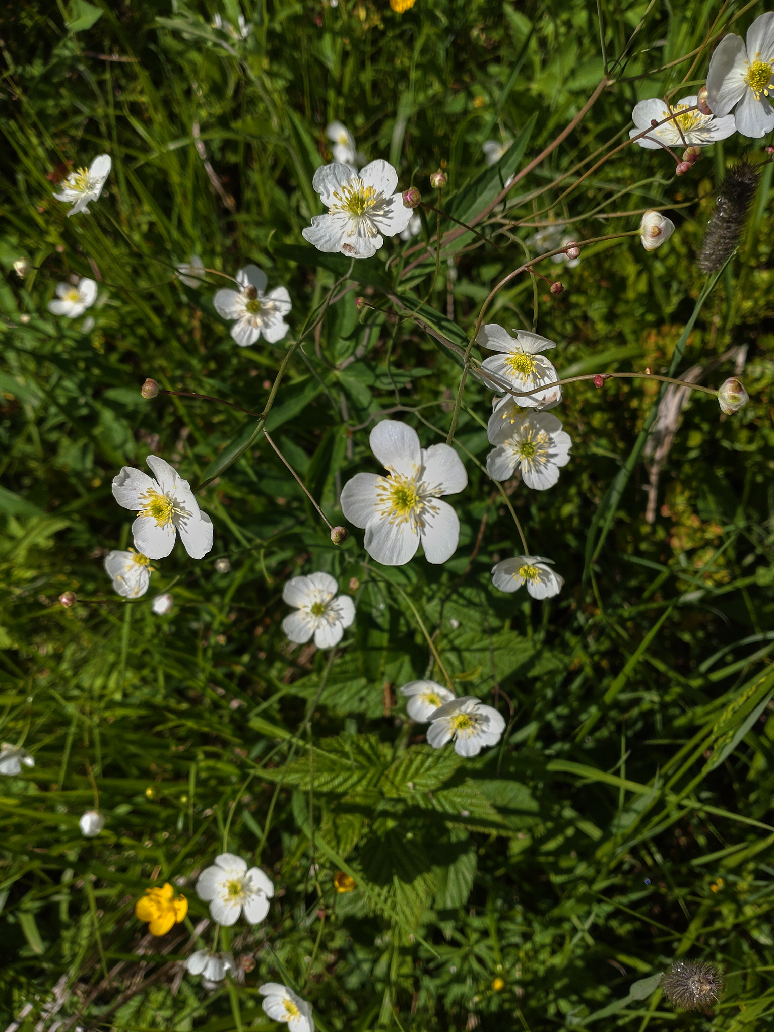 Vitsippsranunkel (<em>Ranunculus platanifolius</em>)