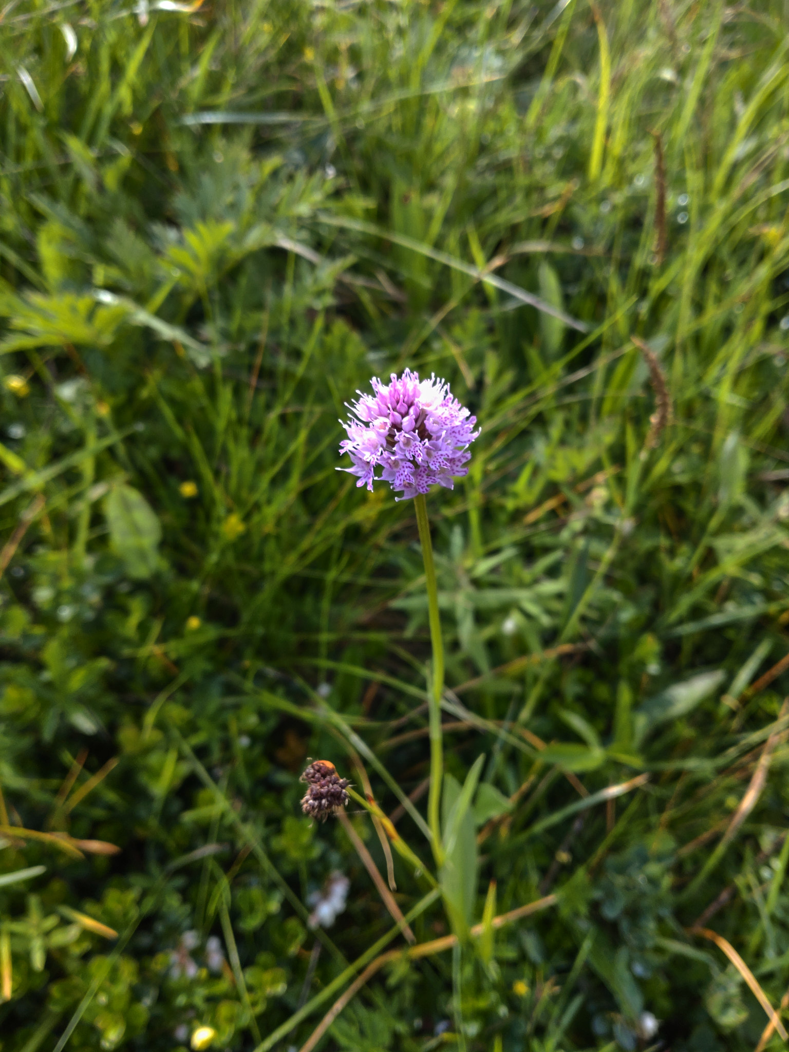 Bollyxne (<em>Traunsteinera globosa</em>)