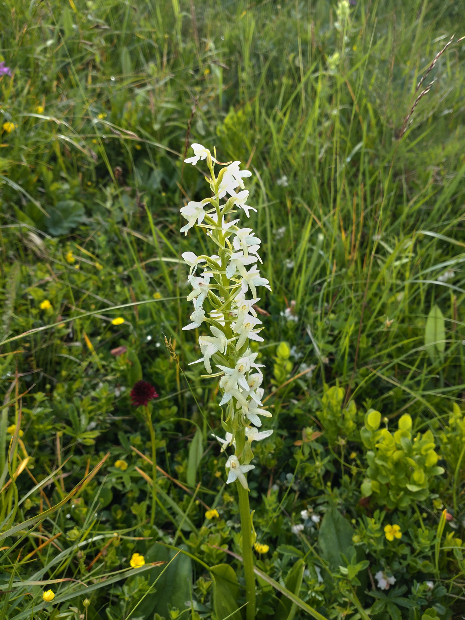 Nattviol (<em>Platanthera bifolia</em>)