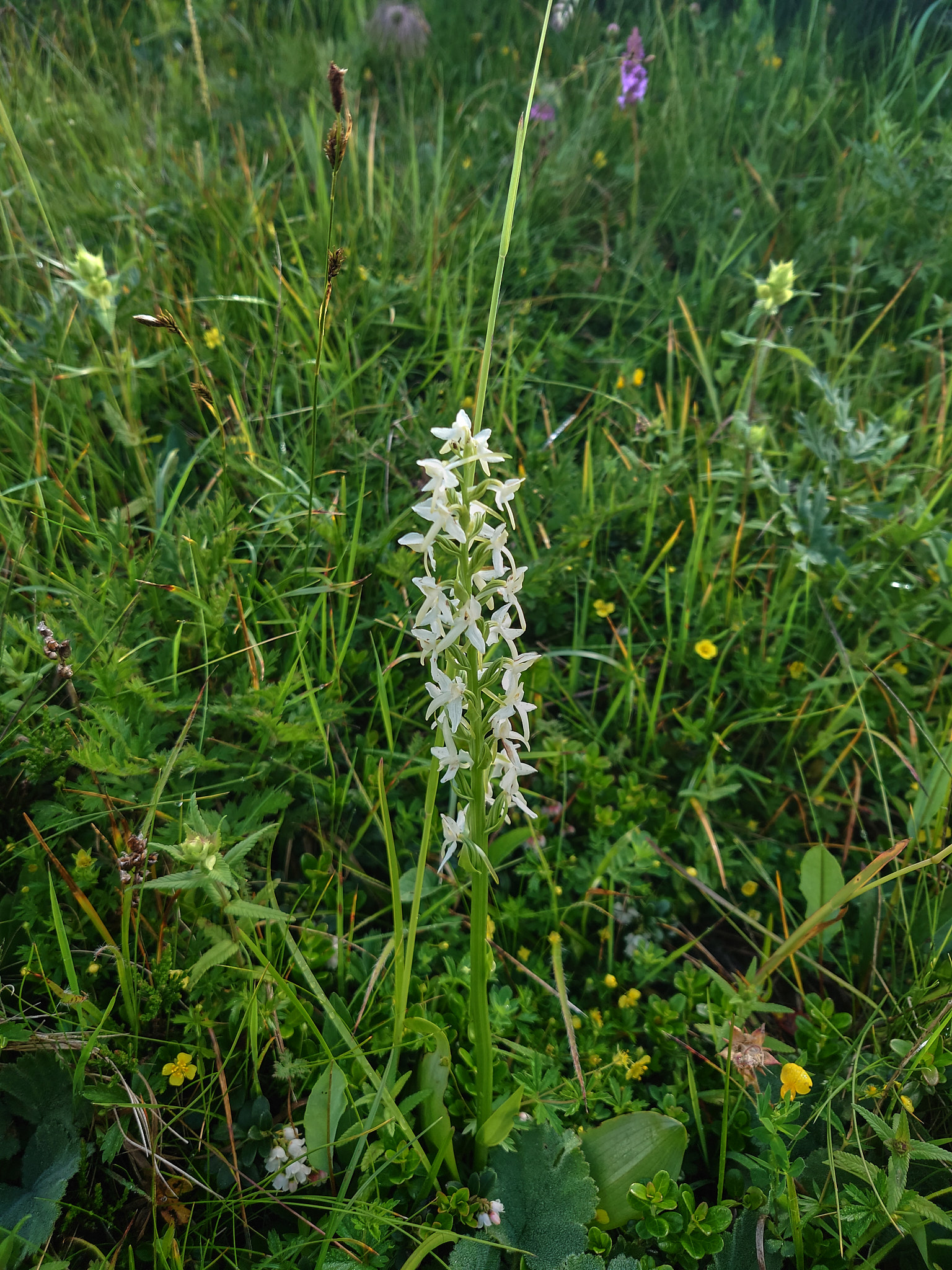 Nattviol (<em>Platanthera bifolia</em>)