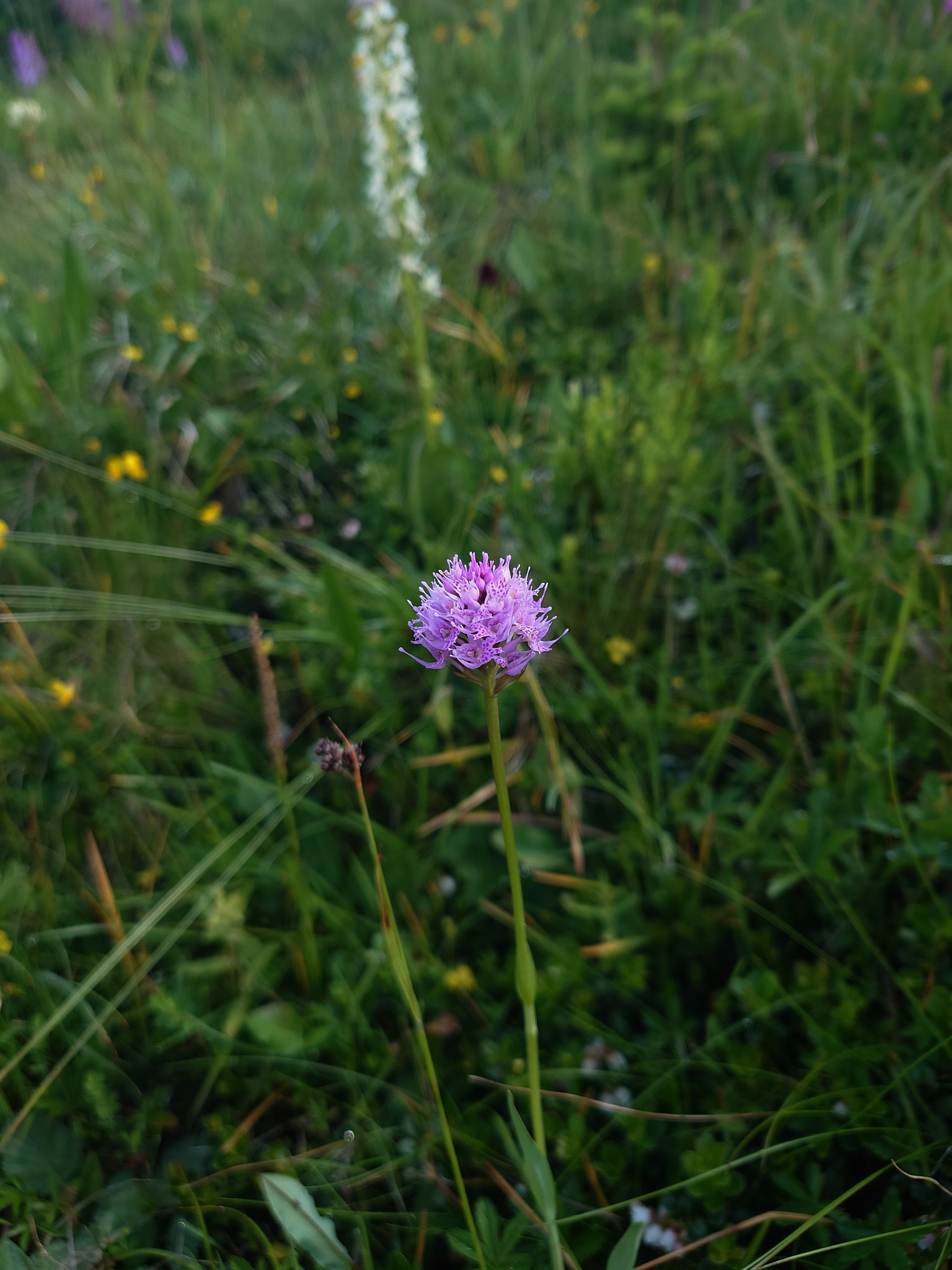 Bollyxne (<em>Traunsteinera globosa</em>)