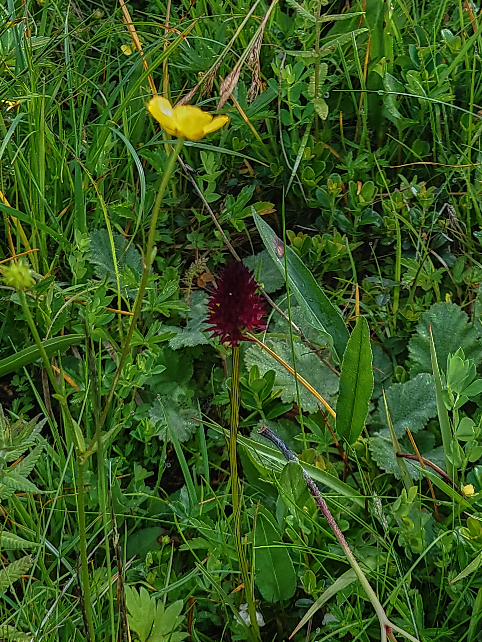 Brunkulla (<em>Gymnadenia nigra</em>)